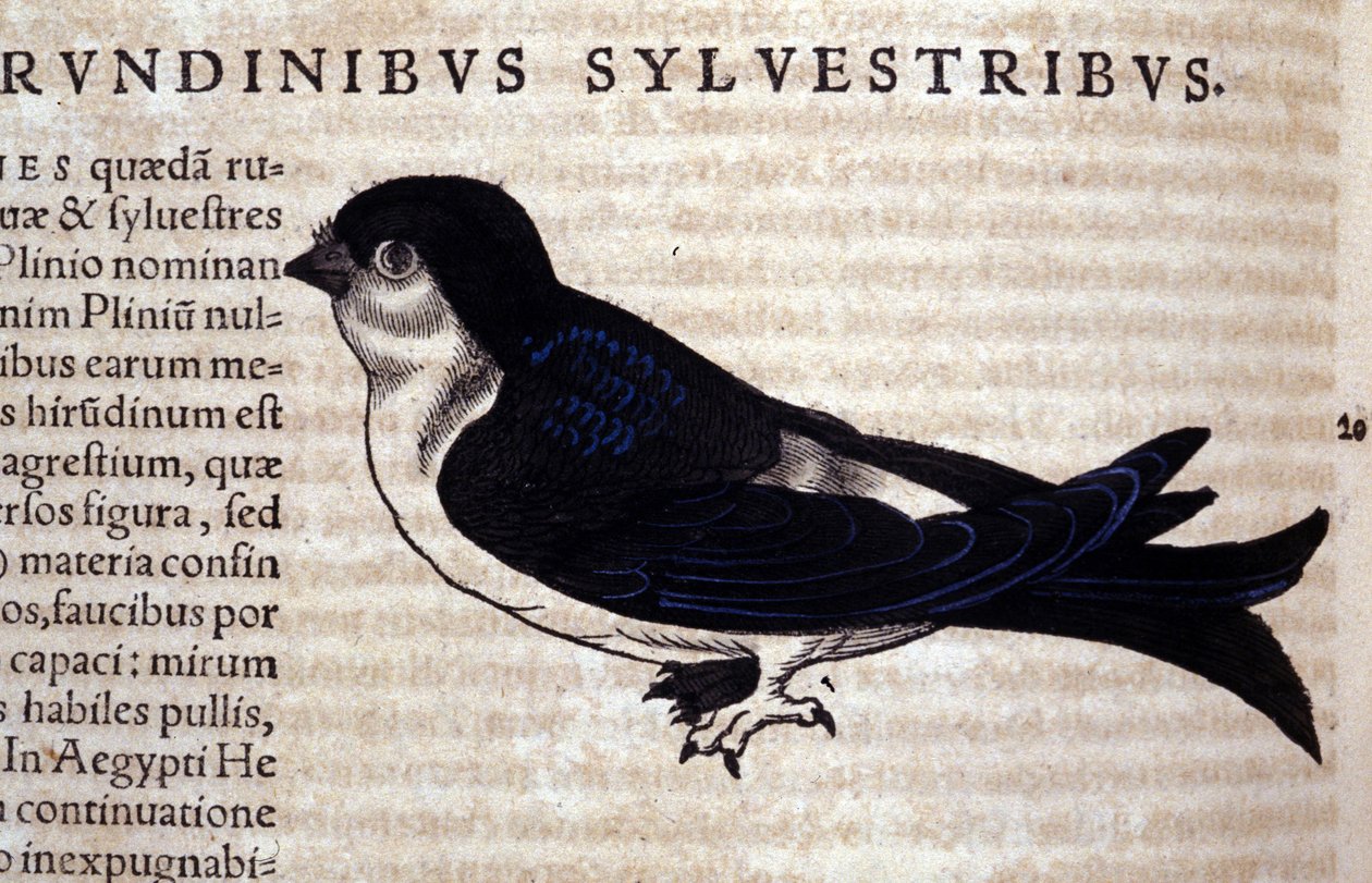 The Swift i Historia Animalium av Conrad Gesner (1516 - 1565), Tiguri av Unknown artist