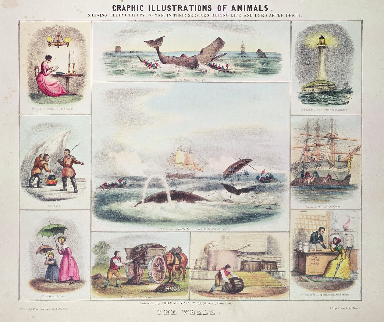 The Whale, från Graphic Illustrations of Animals, designad och graverad av W. Hawkins, utgiven av Thomas Varty (gravyr) av Unknown artist