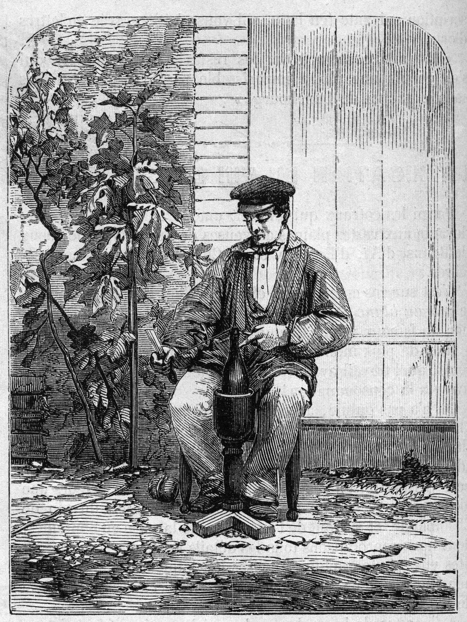 Buteljering av champagnevin. Gravyr från 1864. av Unknown artist