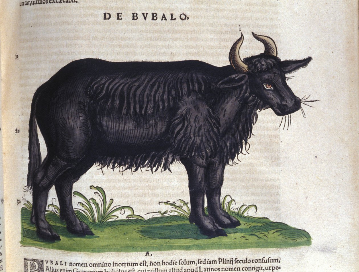 Buffeln efter Historia animalium av Konrad Gesner, Tiguri av Unknown artist