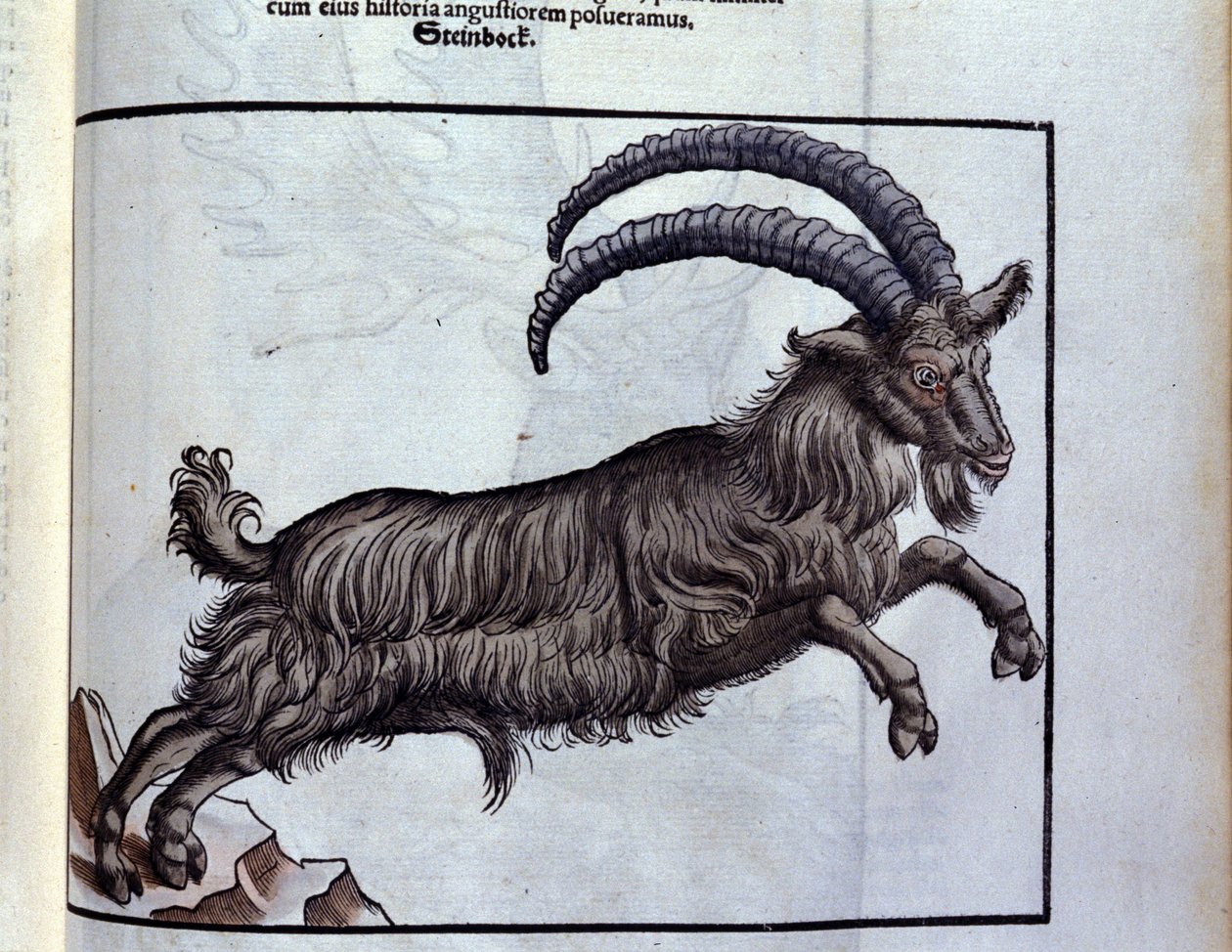 Stenbocken efter djurens historia av Konrad Gesner, Tiguri av Unknown artist