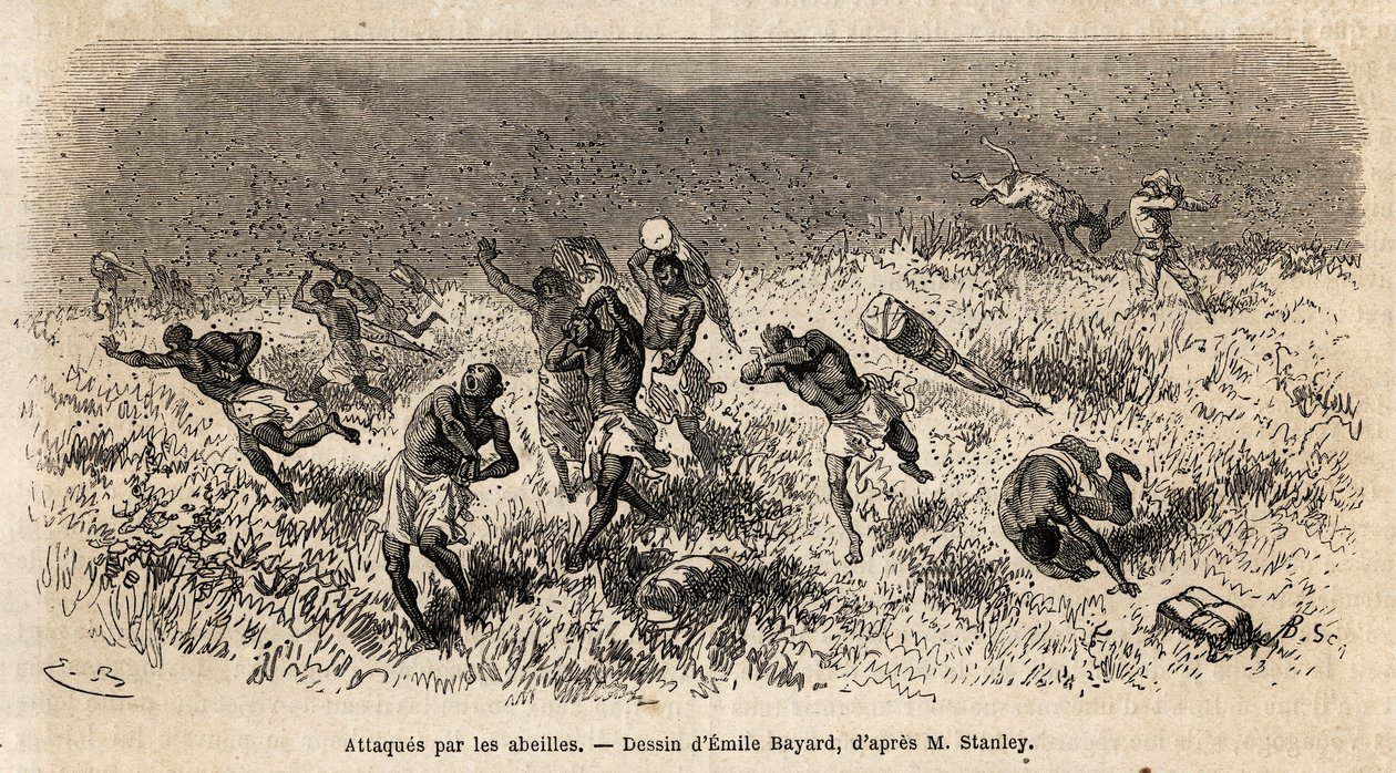 Karavanen av bärare av Henry Morton Stanleys expedition (1841-1904) på Misonghi-vägen (Östafrika) attackerades av ett moln av bin. Gravyr för att illustrera resan på jakt efter Livingstone, i centrala Afrika, av Henry Stanley, korrespondent för av Unknown artist
