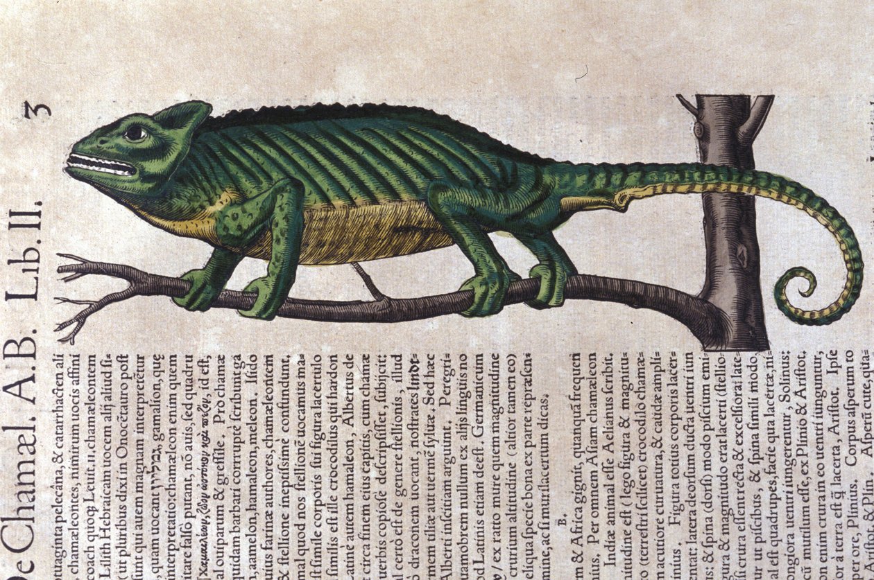 Kameleonten efter Historia animalium av Konrad Gesner, Tiguri av Unknown artist
