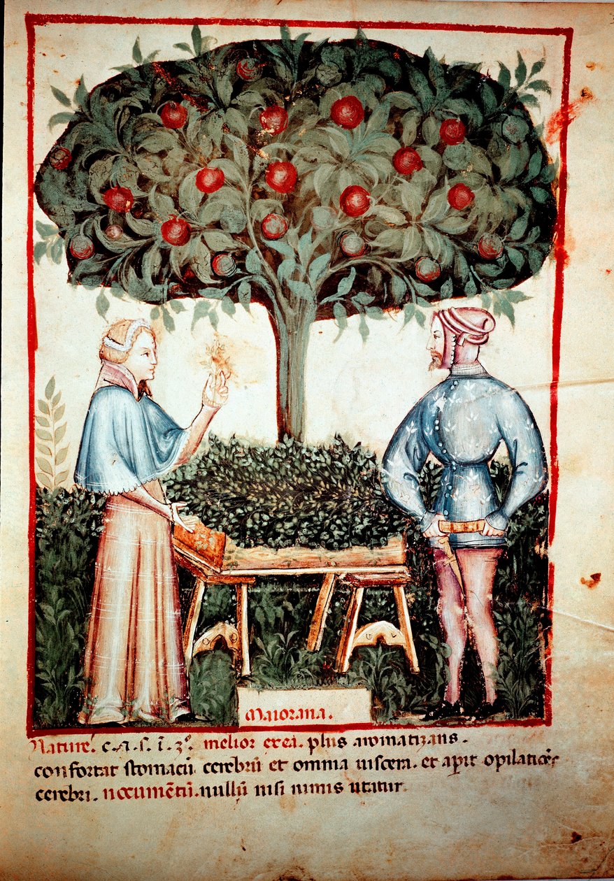 Samlingen av Mejram Illuminure från mjölkning av medicin och diet "" Tacuinum sanitatis"" efter mjölkningen av medicin "" Kitabtaqwim as-sihha"" av Ibn Butlan av Unknown artist