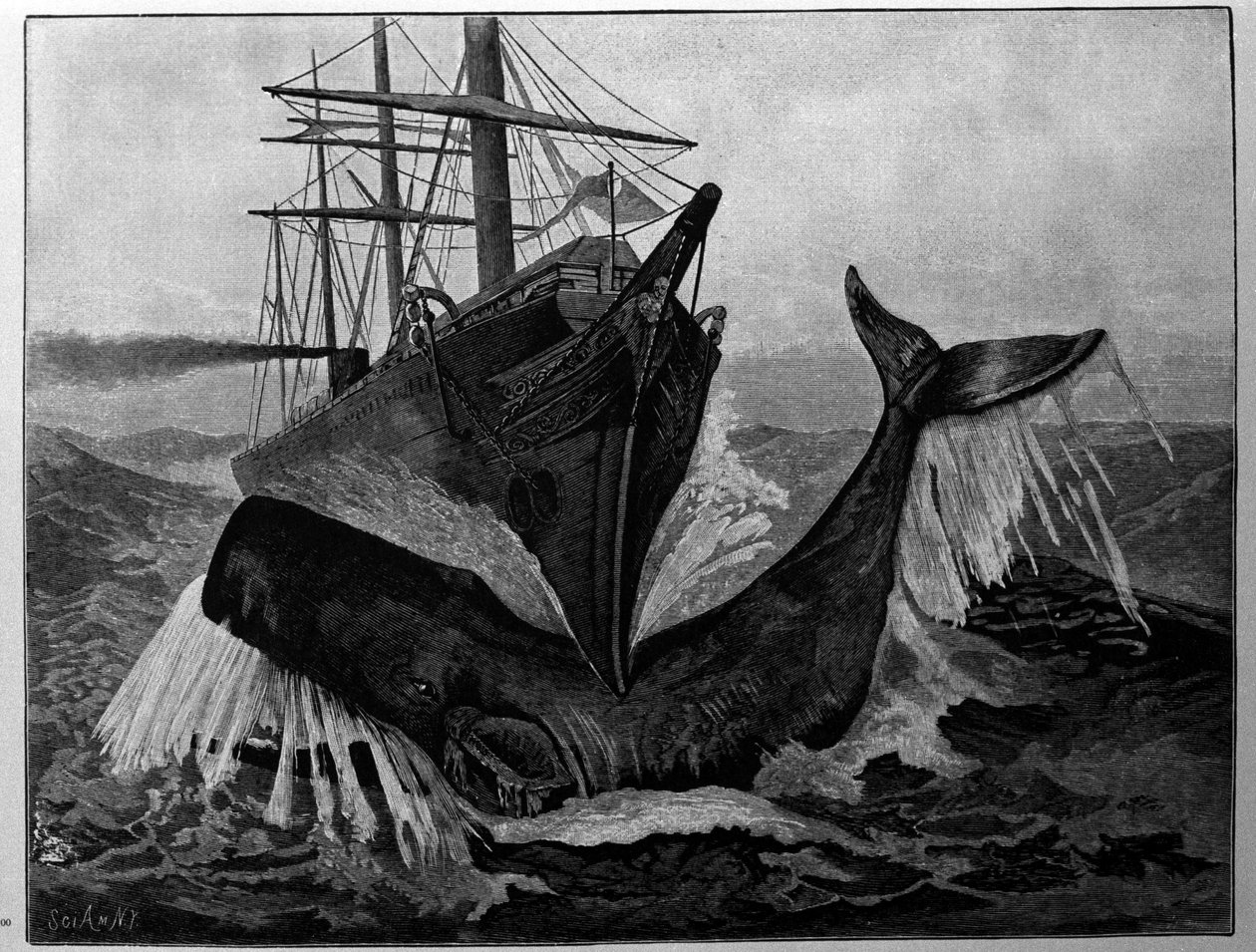 Kollisionen mellan en båt och en sovande val. av Unknown artist