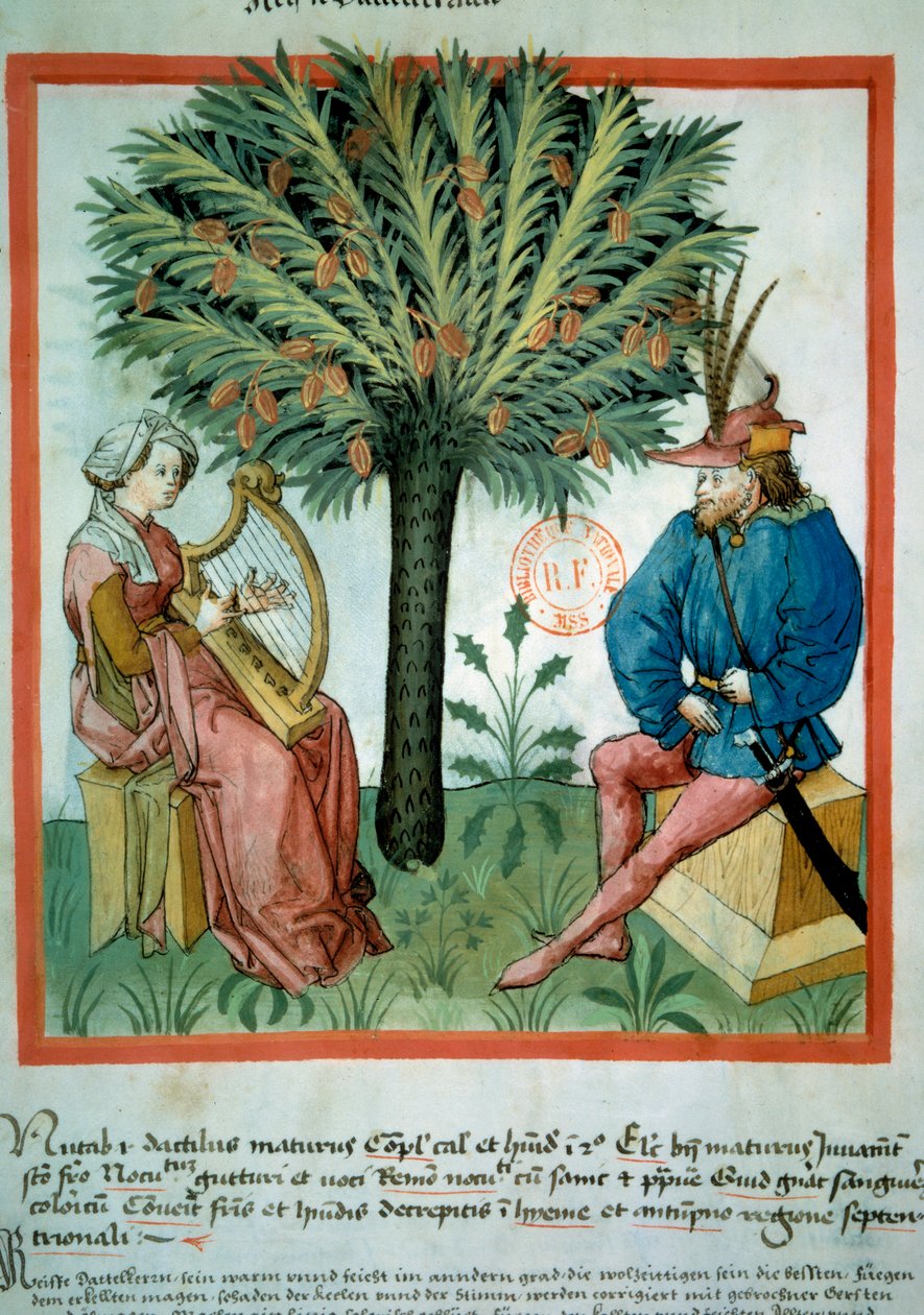 Datummakaren. En kvinna spelar lyra framför en man som lyssnar på musik. I bakgrunden en palm som det växer dadlar på. Belysning från handeln med medicin och dietet (ms. lat. 9333) "" Tacuinum sanitatis""" efter handeln med medicin "" Kitab av Unknown artist