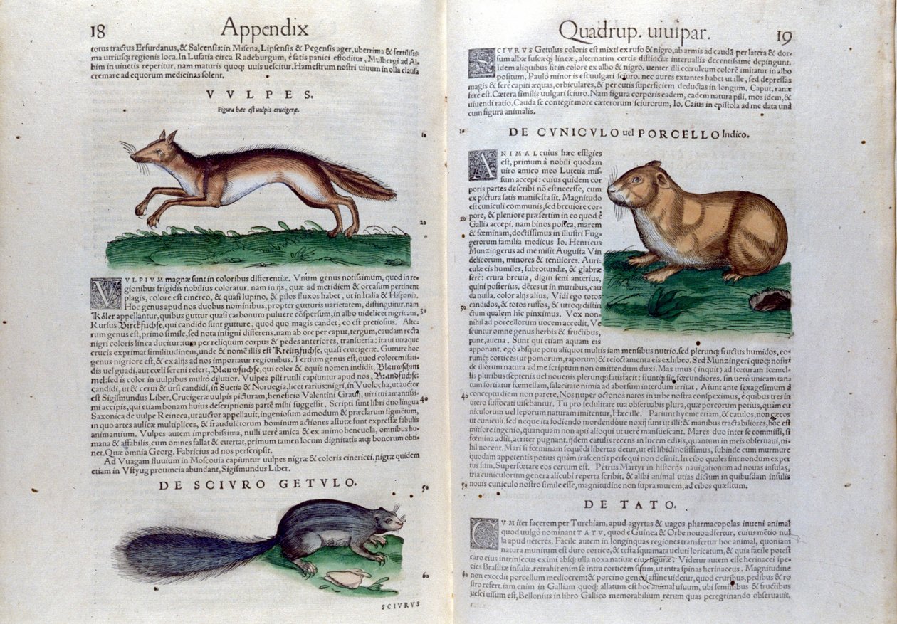 Den dubbla sidan av gnagare i Historia Animalium av Conrad Gesner (1516 - 1565), Tiguri av Unknown artist