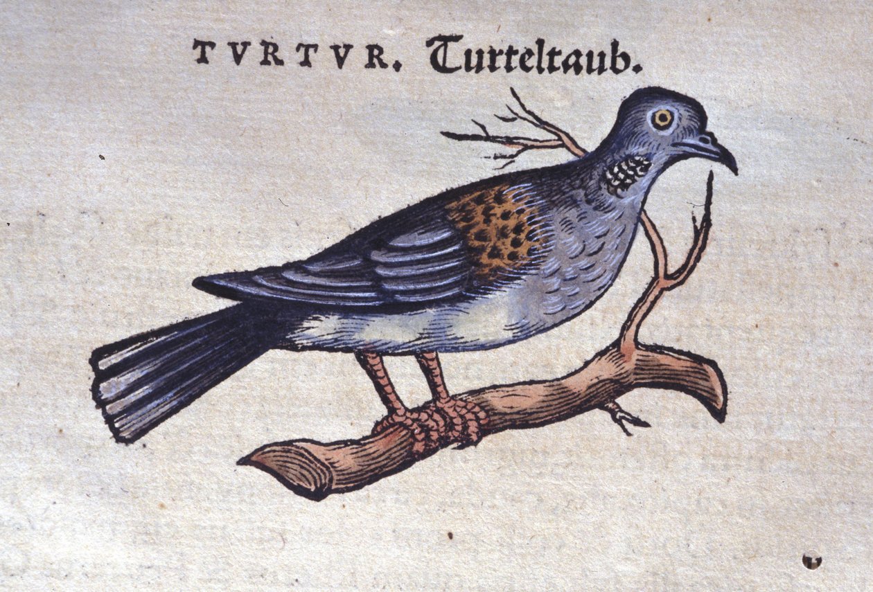 Duvan - från Historia animalium av Konrad Gesner, Tiguri av Unknown artist