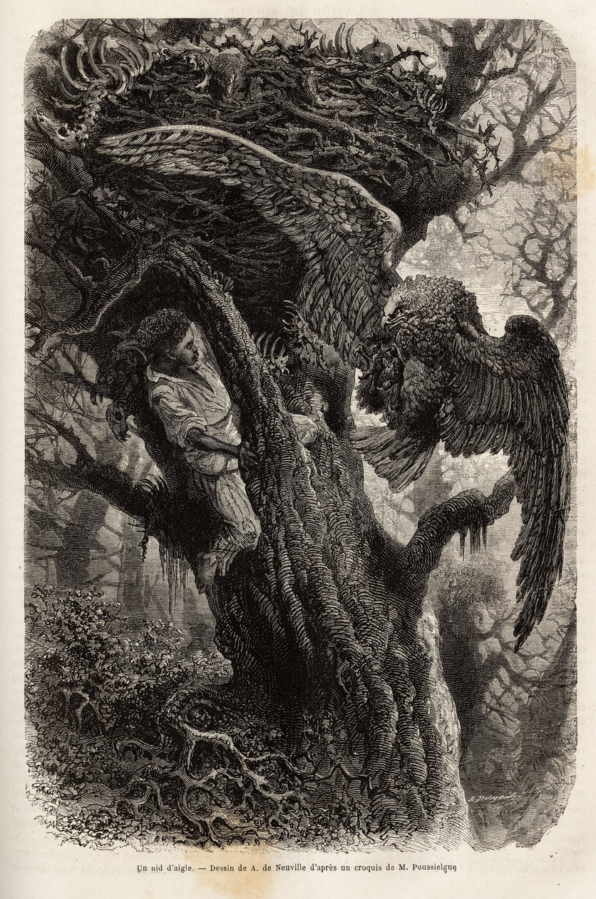 Örnen skyddar sitt bo från inkräktaren. Gravyr för att illustrera berättelsen Quatre mois en Florida, av M. Pousselgue, 1851-1852, publicerad i "" le tour du monde", under ledning av D
