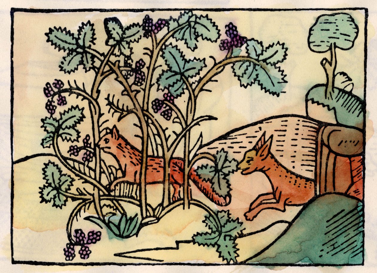 Räven och druvorna. Fable of Asop (gravyr från 1500-talet) av Unknown artist