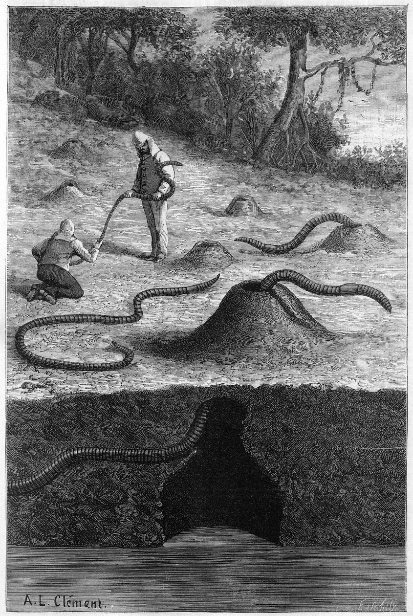 Den gigantiska daggmasken från Australien: “Megascolides australis””. Gravyr i "" Nature: granskning av vetenskaperna och deras tillämpningar på konst och industri "" av 13 april 1889. av Unknown artist