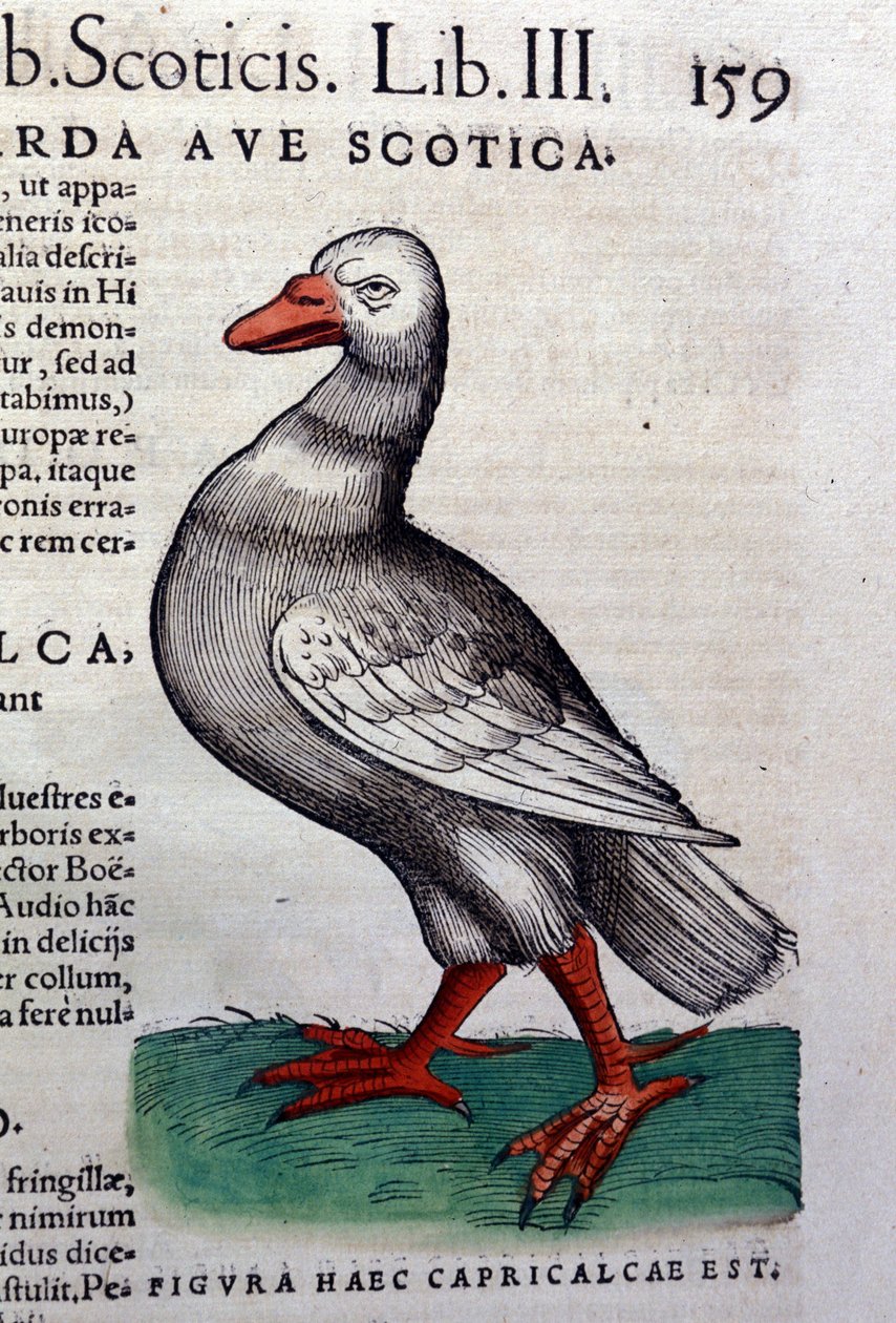 Gåsen efter Historia animalium av Konrad Gesner, Tiguri av Unknown artist