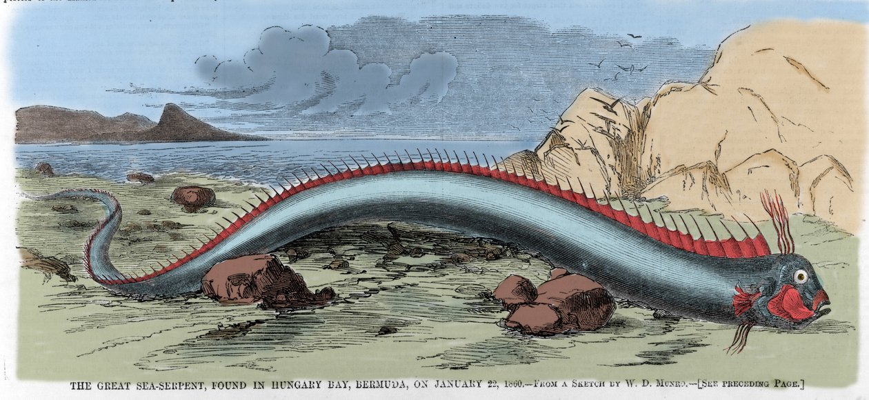 Den stora havsormen hittades i Hungary Bay på Bermuda den 22/01/1860. Illustration från "" Harper