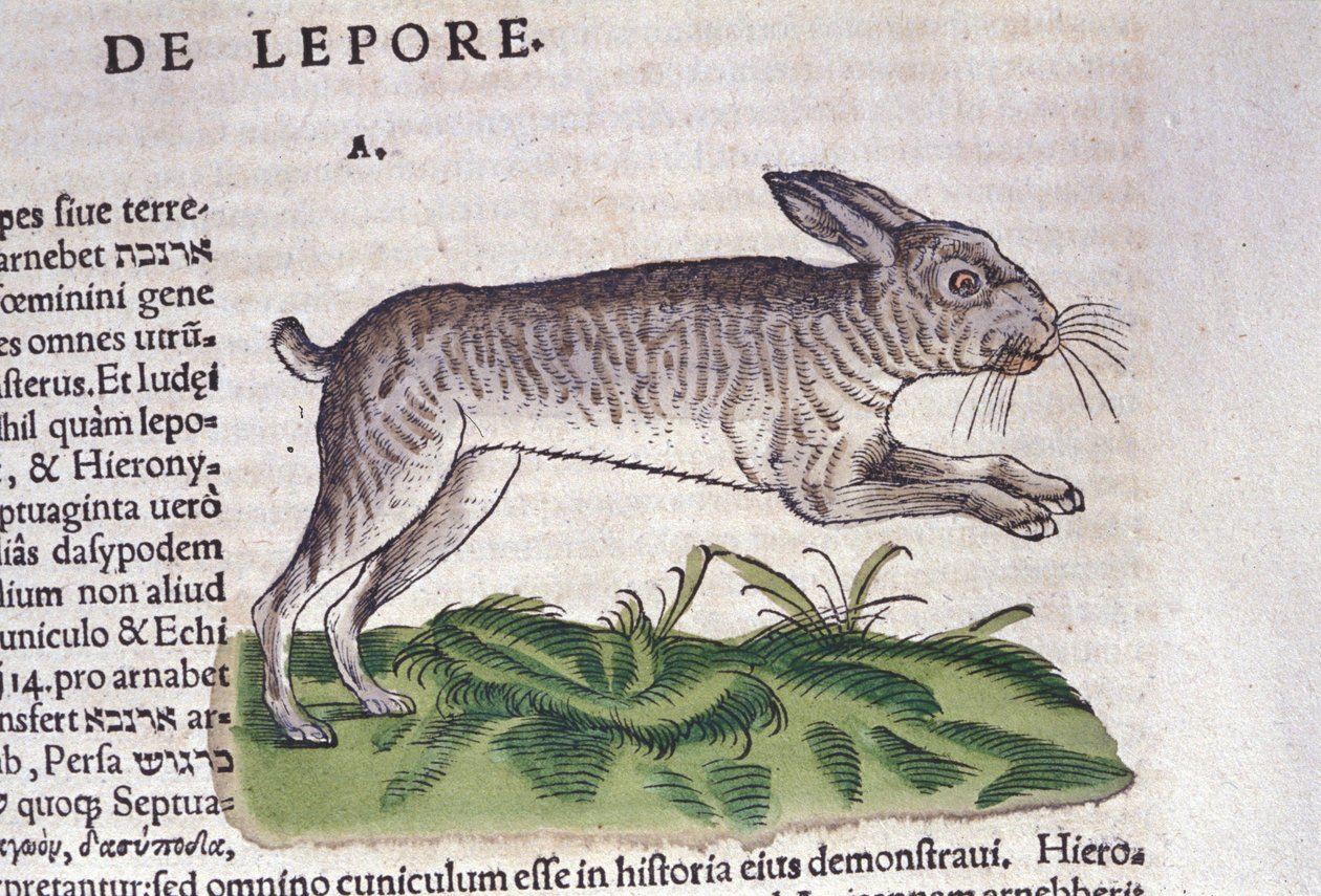 Haren efter Historia Animalium av Conrad Gesner, Tiguri 1560. Biblioteca Nazionale Braidense. Milano av Unknown artist