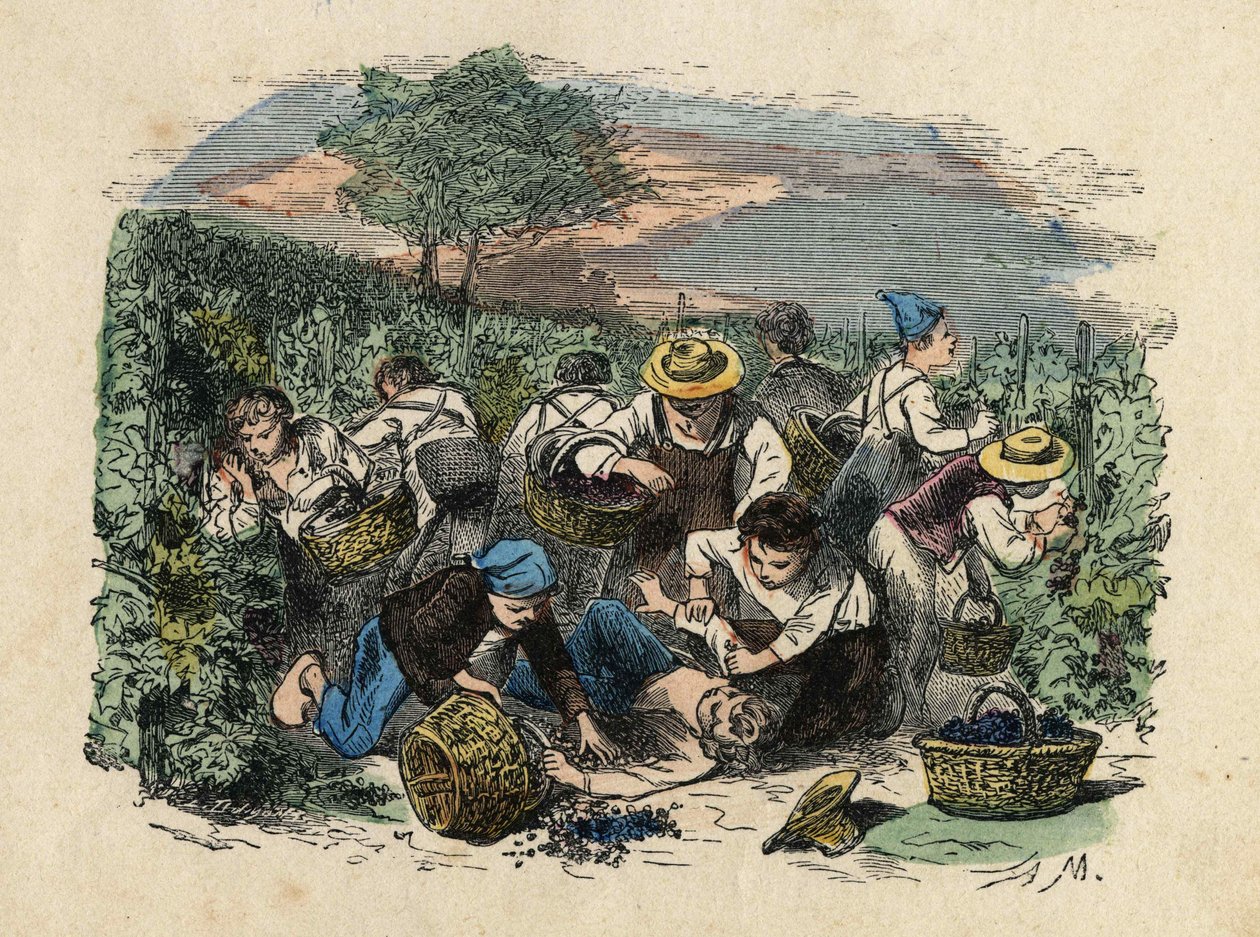 Skörden. 1800-talsillustration. Bianchetti samling av Unknown artist
