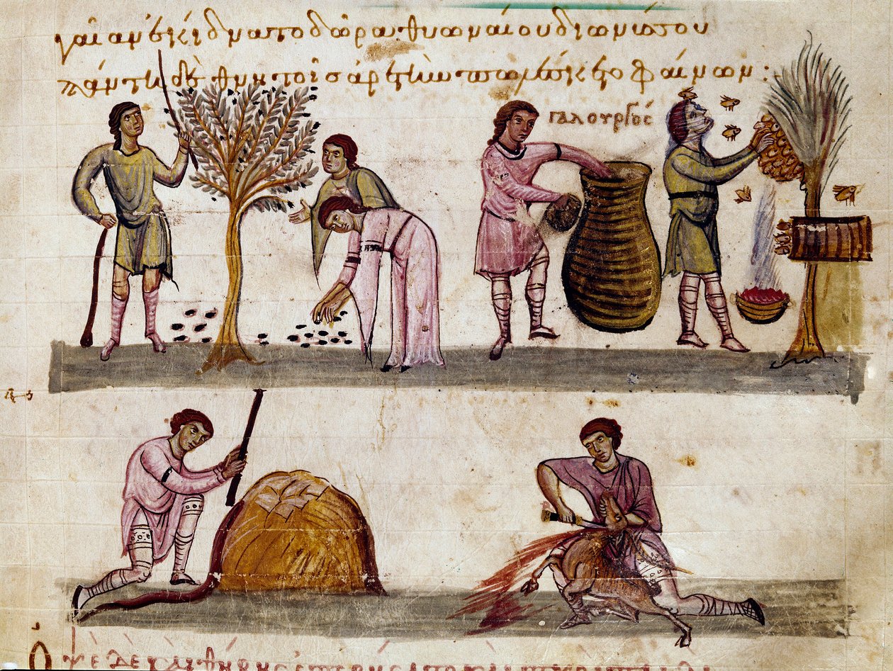 Skörden av oliver, produktionen av honung och lammslakten Miniatyr från jaktmjölkningen ""The Cynegetics"" av Oppian (Oppian eller Oppianus) i Syrien (3:e århundradet e.Kr.) tillägnad Caracalla. 1000-talets Venedig. Biblioteca Marciana av Unknown artist