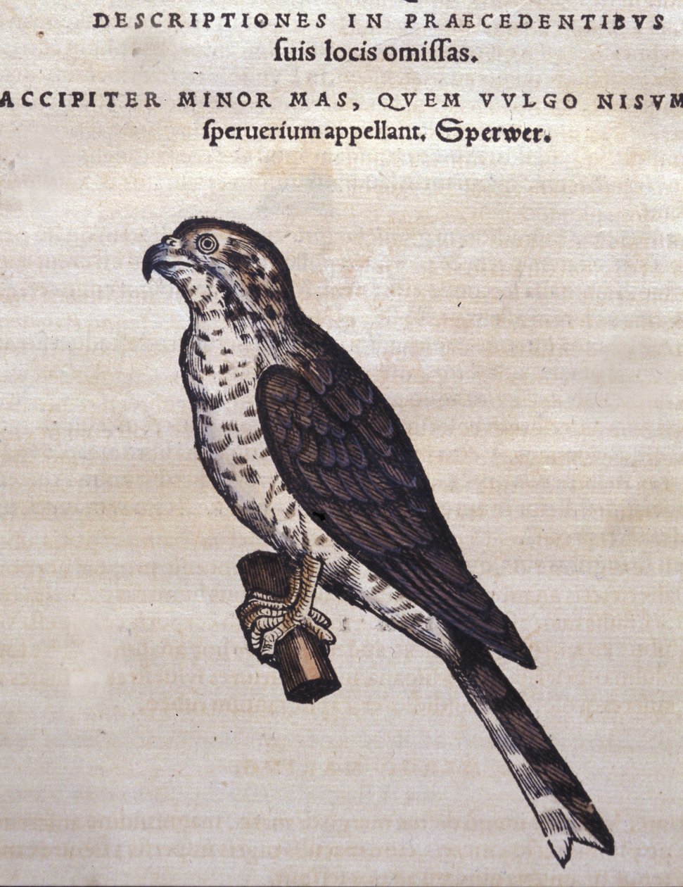 Höken efter Historia Animalium av Conrad Gesner, Tiguri 1560. Biblioteca Nazionale Braidense. Milano av Unknown artist