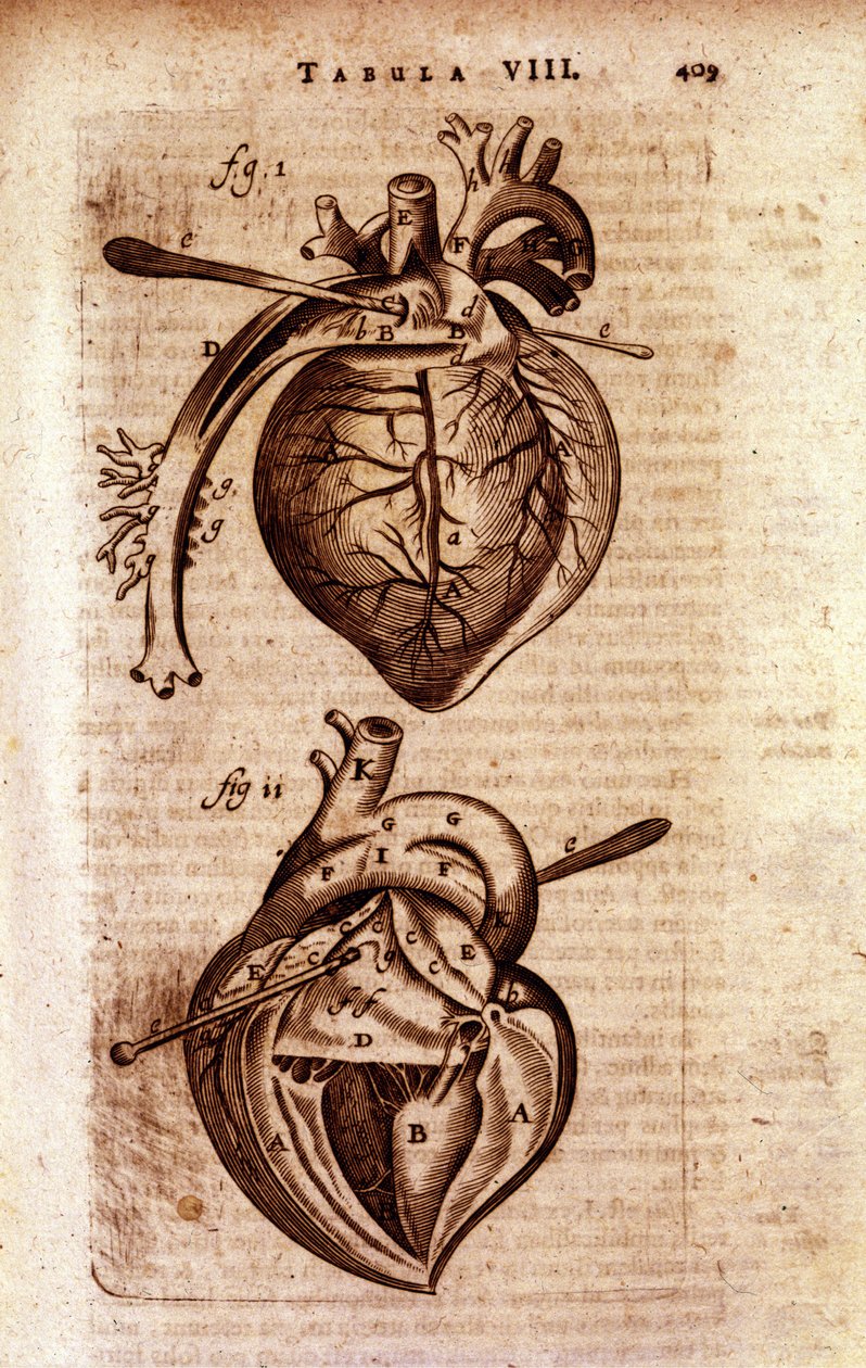 Hjärtat i Bartholins "Anatomy"" av Unknown artist