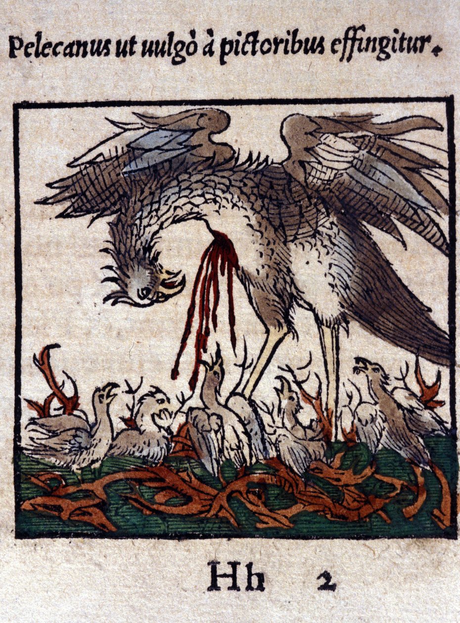 Legenden om pelikanen: han ger sitt blod och sina tarmar för att mata sina ungar. Ur Historiae animalium av Konrad Gesner, Tiguri av Unknown artist