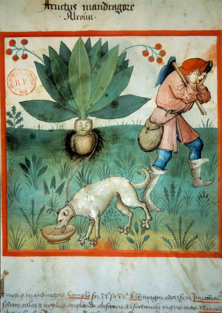 Mandraken. Medicinalväxt som ofta har tillskrivits extraordinära magiska dygder. Belysning från mjölkning av medicin och diet "" Tacuinum sanitatis"" av Unknown artist