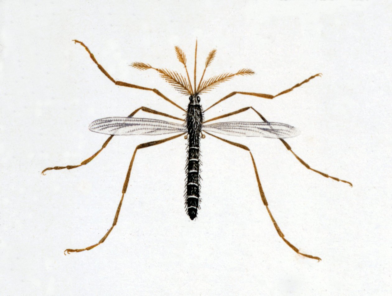 Myggan. Naturhistorisk styrelse. 1800-talet. av Unknown artist