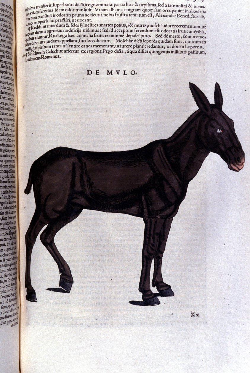 Multen efter Historia animalium av Konrad Gesner, Tiguri av Unknown artist