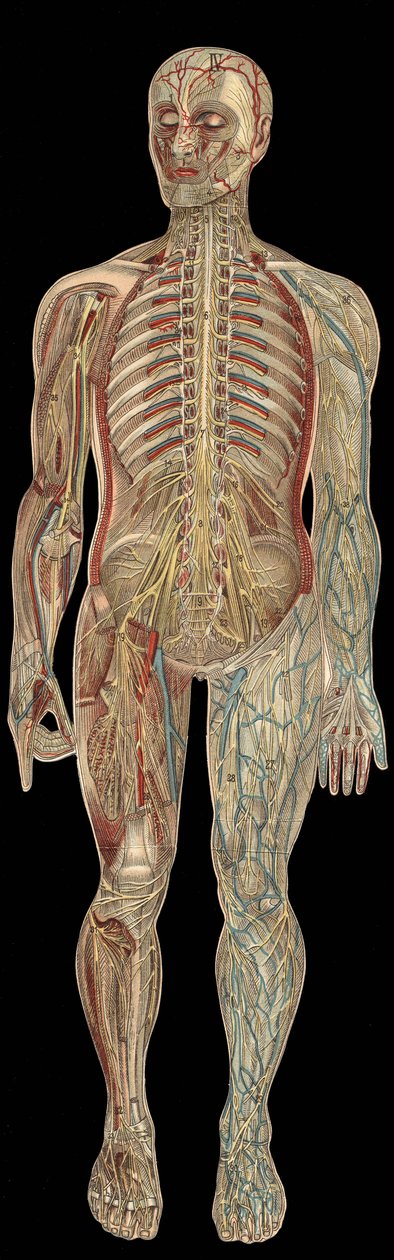 The nervous system.board in”The new natural medicine”” av F.E. Bilz.1898. av Unknown artist