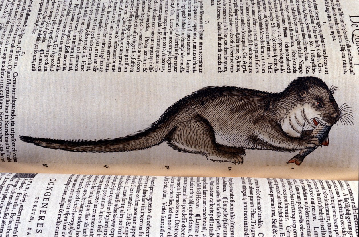 Uttern - Historia Animalium av Conrad Gesner (1516 - 1565), Tiguri av Unknown artist
