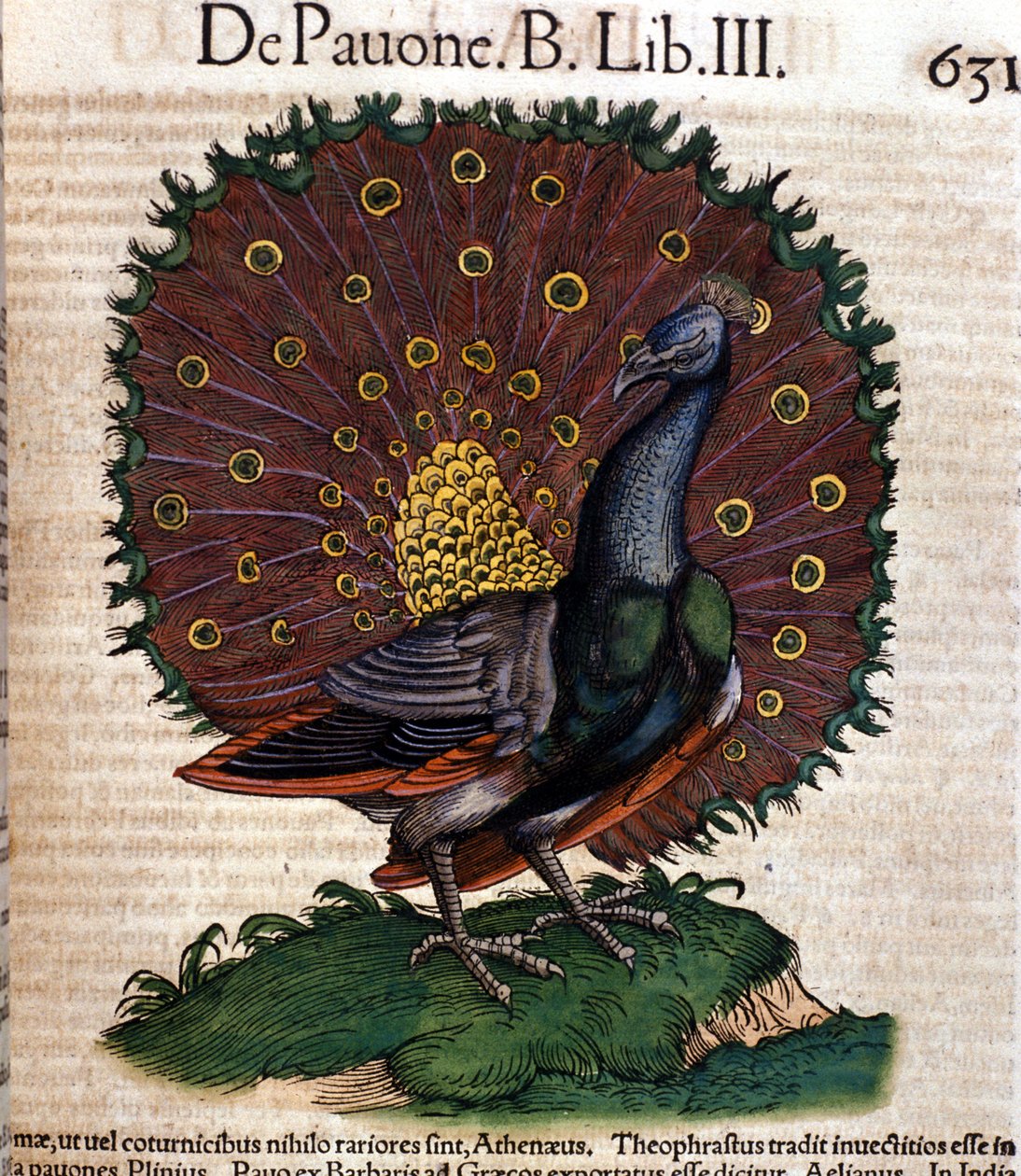 Påfågeln efter Historia animalium av Konrad Gesner, Tiguri av Unknown artist