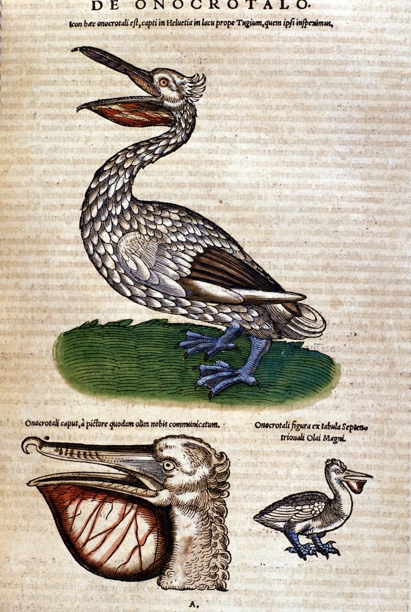 Pelikanen från "History of Animals" av Konrad Gesner, Tiguri av Unknown artist
