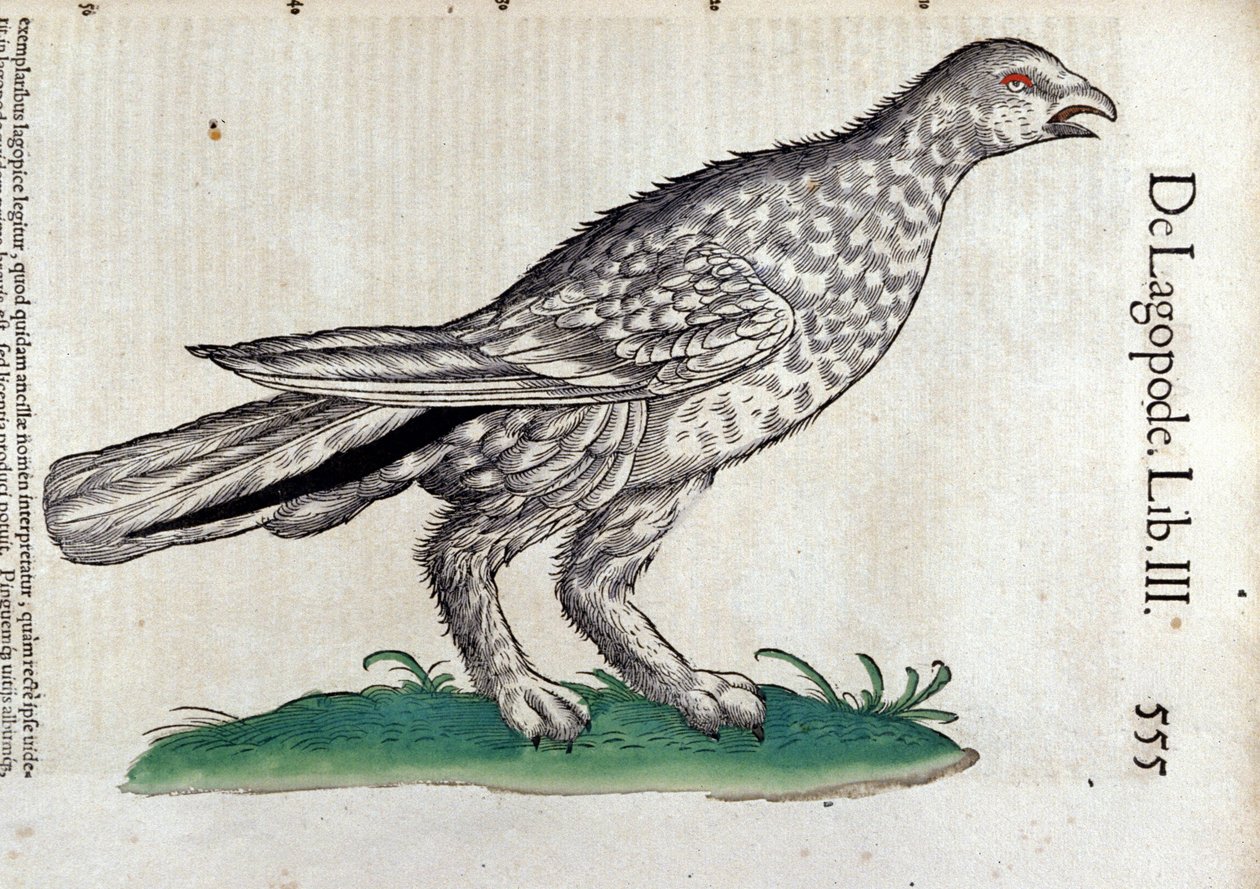Riporna i djurens historia av Conrad Gesner (1516 - 1565), Tiguri av Unknown artist