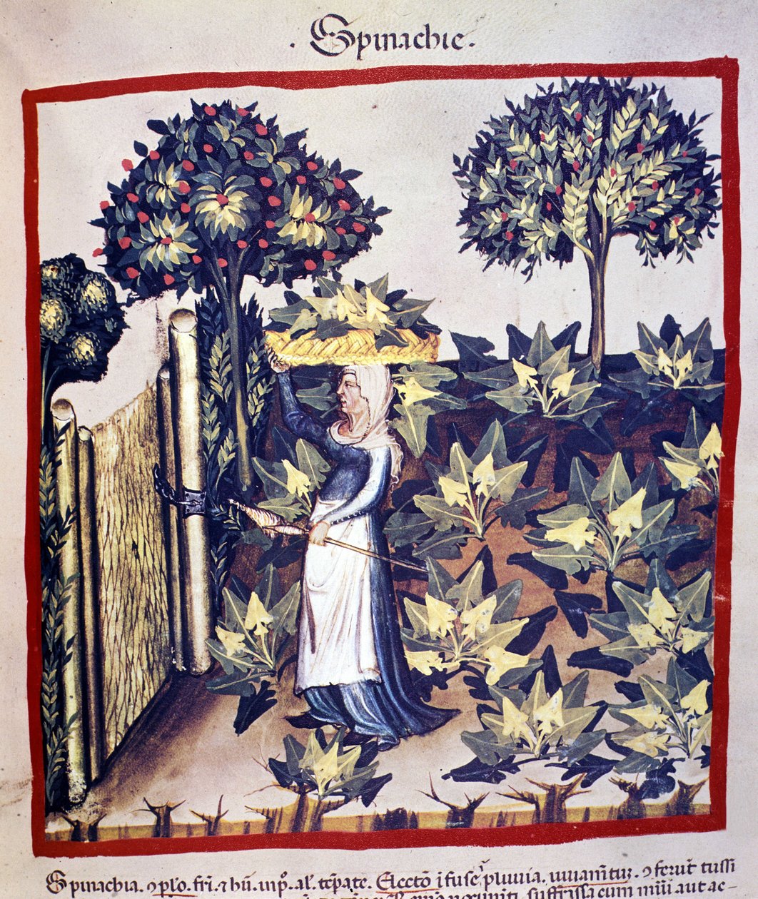 Återhämtningen av spenat. Belysning från mjölkning av medicin och diet "" Tacuinum sanitatis"" av Unknown artist