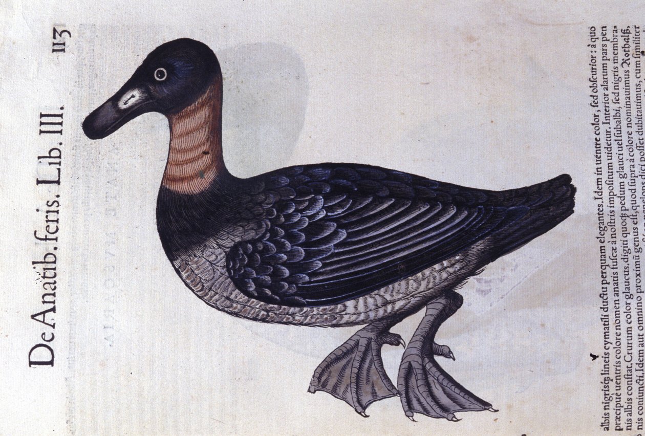Rödhalsad anka efter Historia animalium av Konrad Gesner, Tiguri av Unknown artist