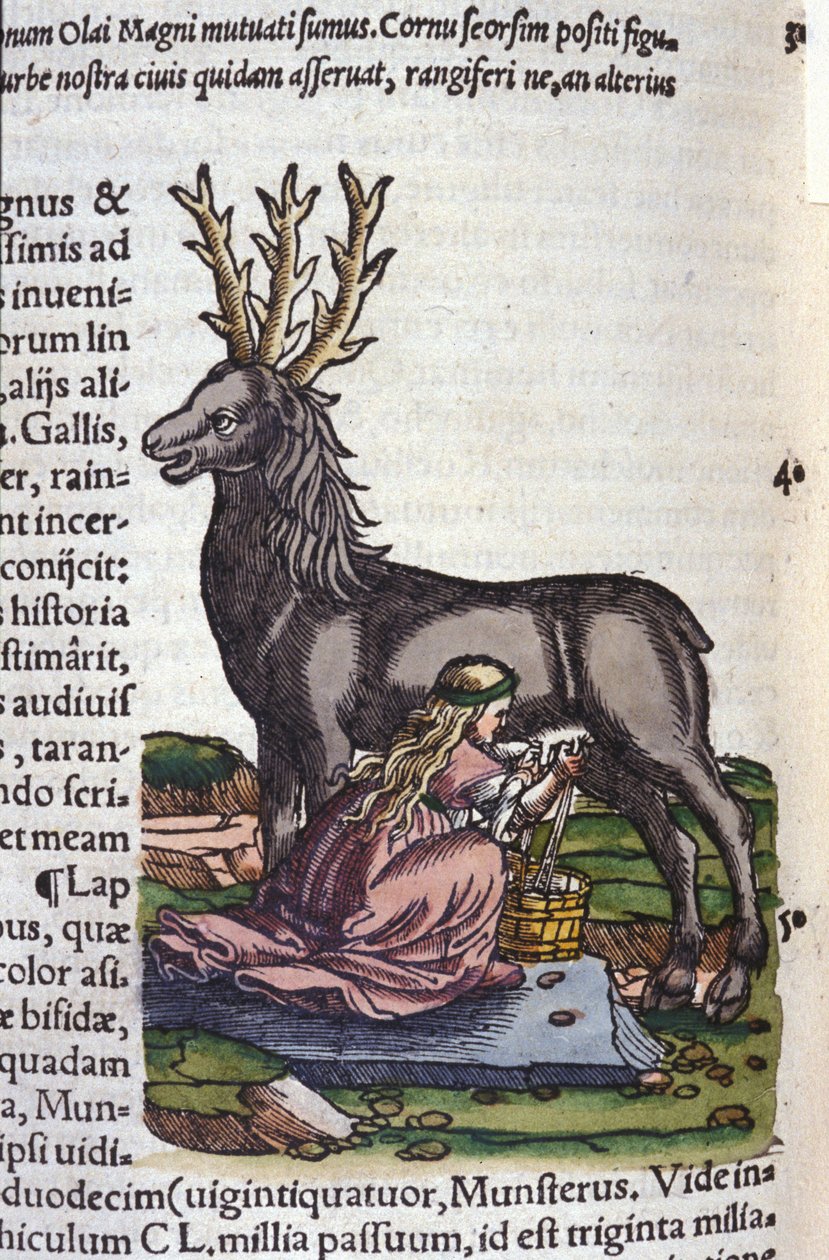 Renhandeln efter Historia animalium av Konrad Gesner, Tiguri av Unknown artist