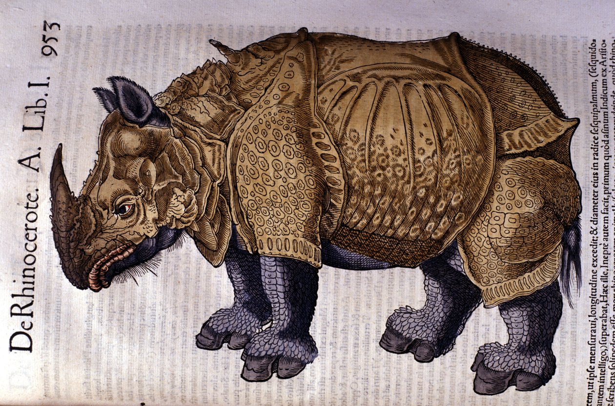 Noshörningen efter "Djurens historia" av Conrad Gesner, Tiguri 1560 av Unknown artist