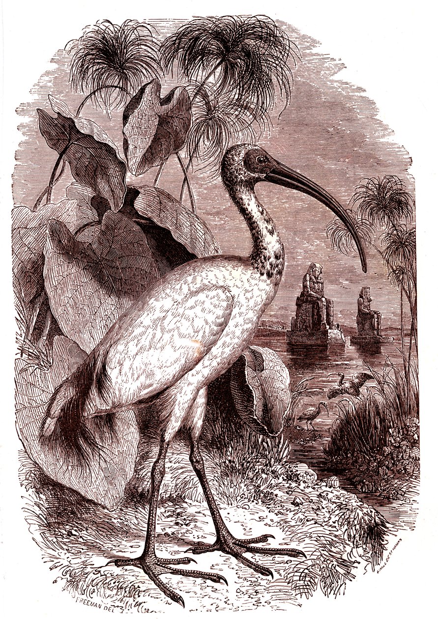 Egypternas heliga ibis av Unknown artist