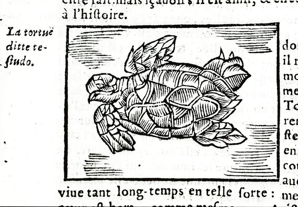 Havssköldpaddan, efter avhandlingen om Gerolamo Cardano (Cardanus Hieronymus) (Cardan) "" De la subtlite"", tryckt i Rouen 1642. av Unknown artist