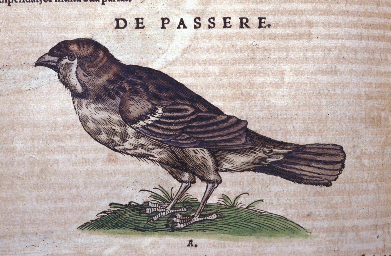 Sparven i Historia Animalium av Conrad Gesner (1516 - 1565), Tiguri av Unknown artist