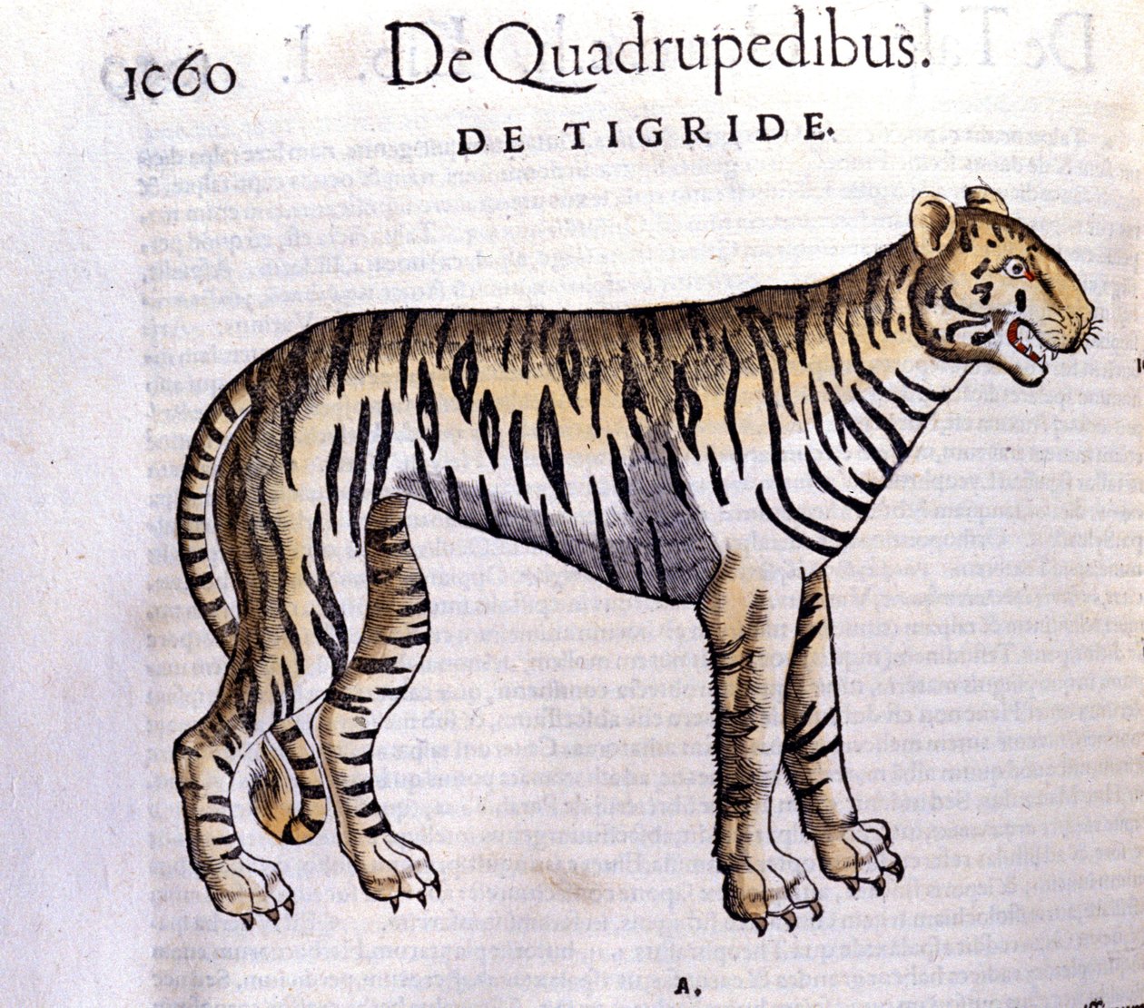 Tigern - i Historia Animalium av Conrad Gesner (1516 - 1565), Tiguri av Unknown artist