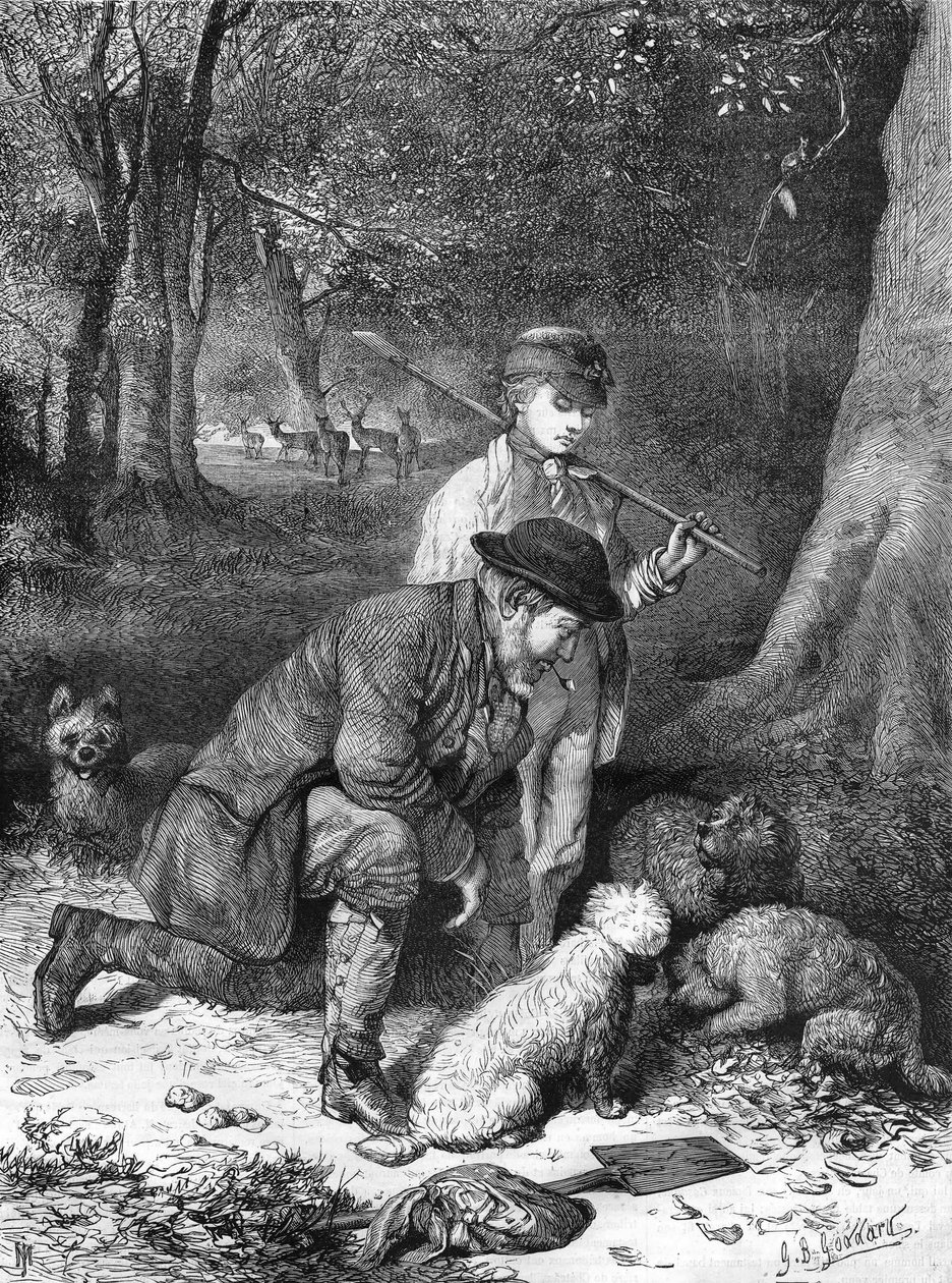 Tryffeln. Gravyr från 1870. av Unknown artist