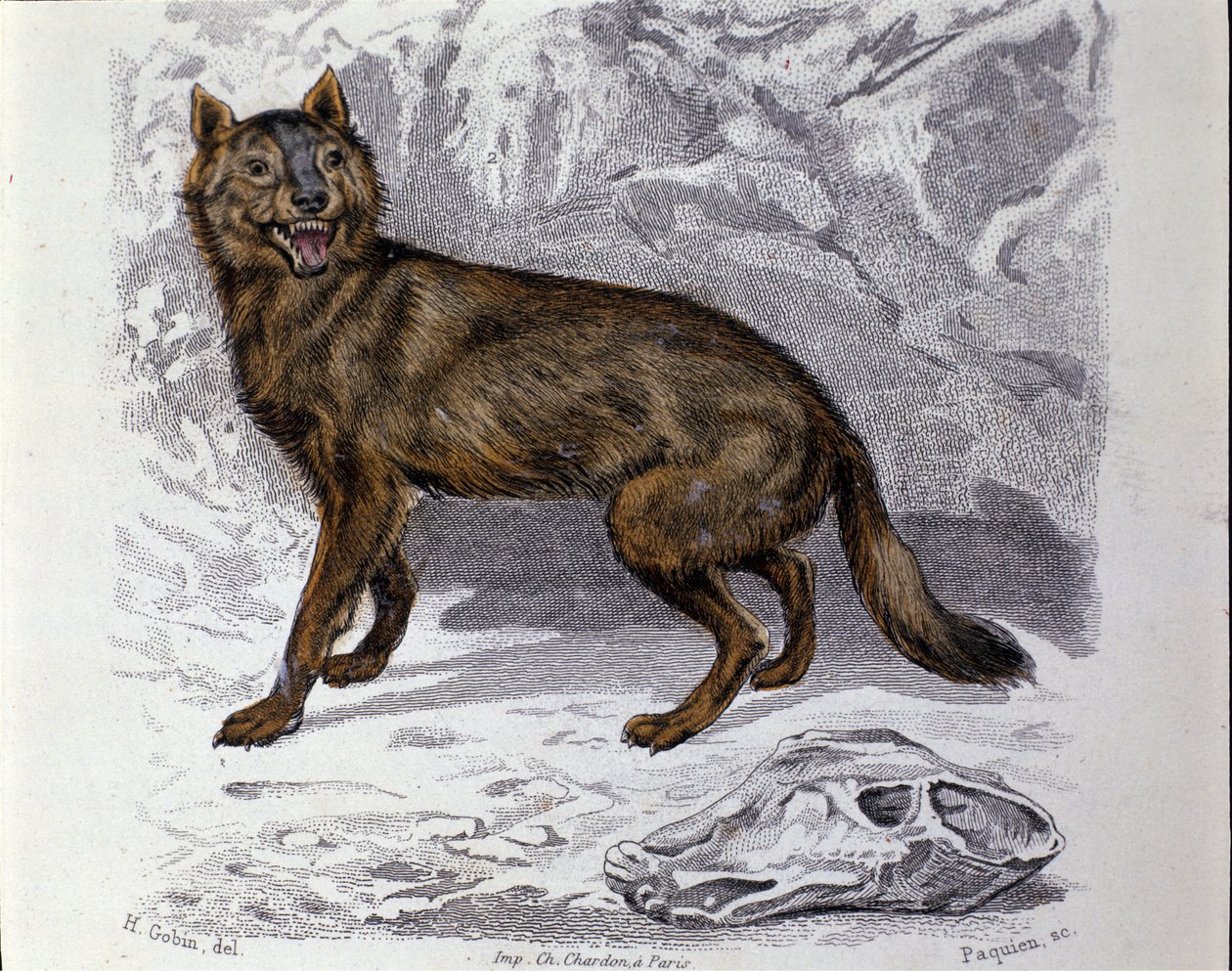 Vargen. Plåten hämtad från en naturhistorisk behandling av "" Works of Buffon"" av naturforskaren Georges Louis Leclerc, greve av Buffon (1707 - 1788). 1800-talet av Unknown artist