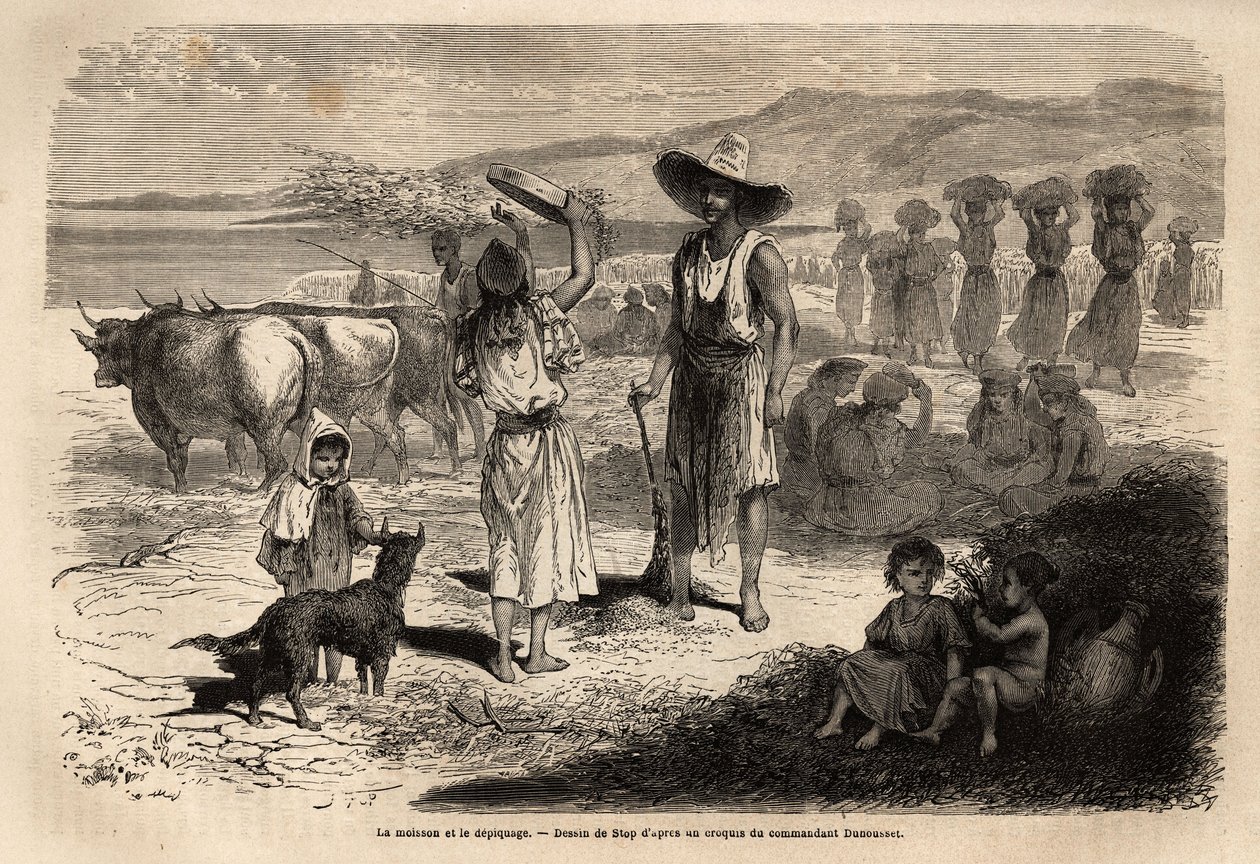 Arbetet med att skörda, skörda och plocka vete, i Djurjura (Algeriet); kvinnor som sitter i cirklar slår epis med runda klubbor, andra kastar halm och korn i vinden med en stor såll, och sedan sopar jorden så kan säden återupptas av Unknown artist