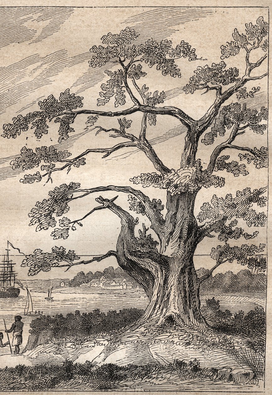 Tredje resan (1776-1779) av kapten James Cook (1728-1779): träd under vilket Cook observerade passagen av Venus - illustration hämtad från "The Great Mariners of the 18th century"" av Unknown artist