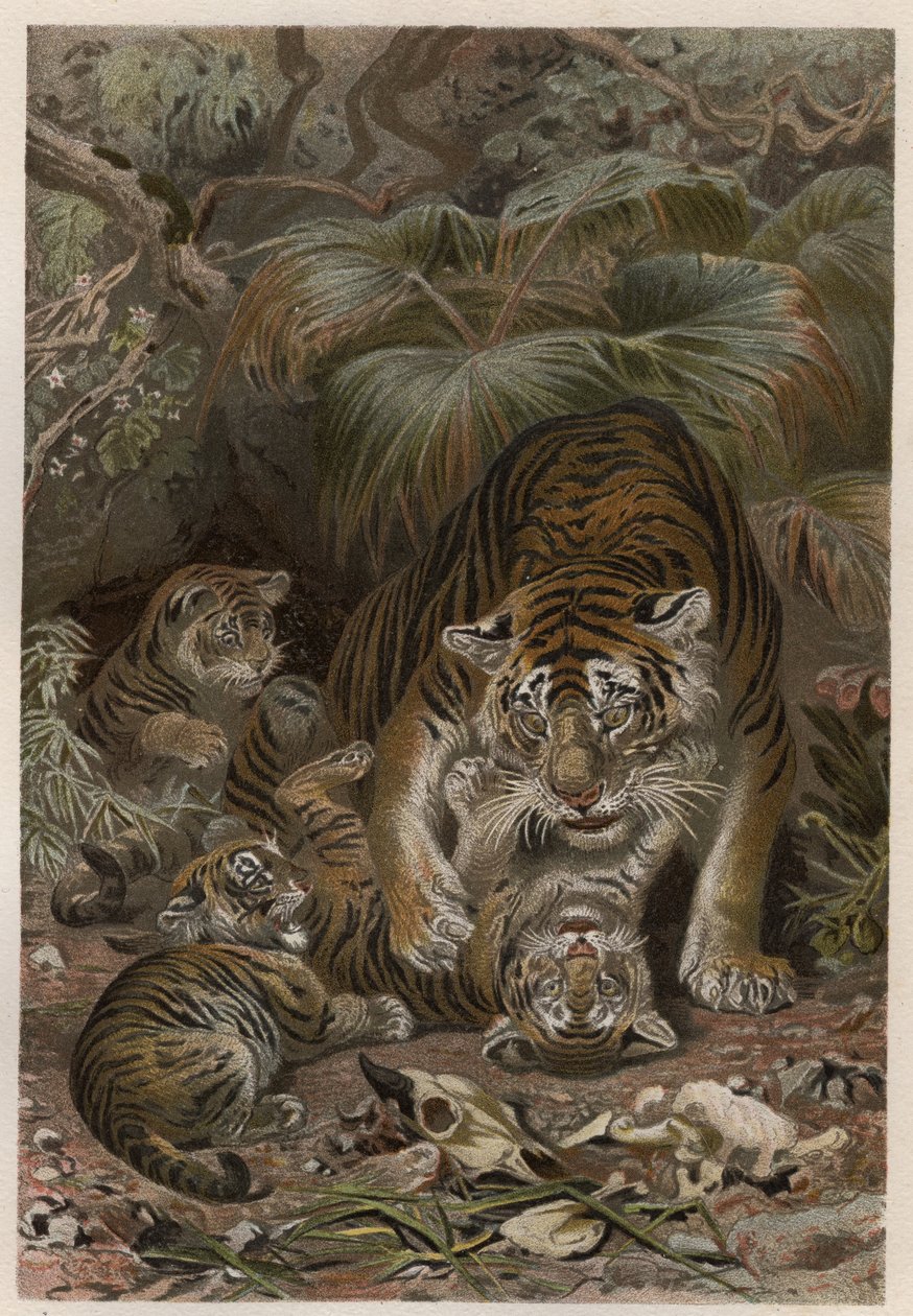 Tiger med tigroner - Tiger (Panthera tigris) med ungar - gravyr från "" Brehm