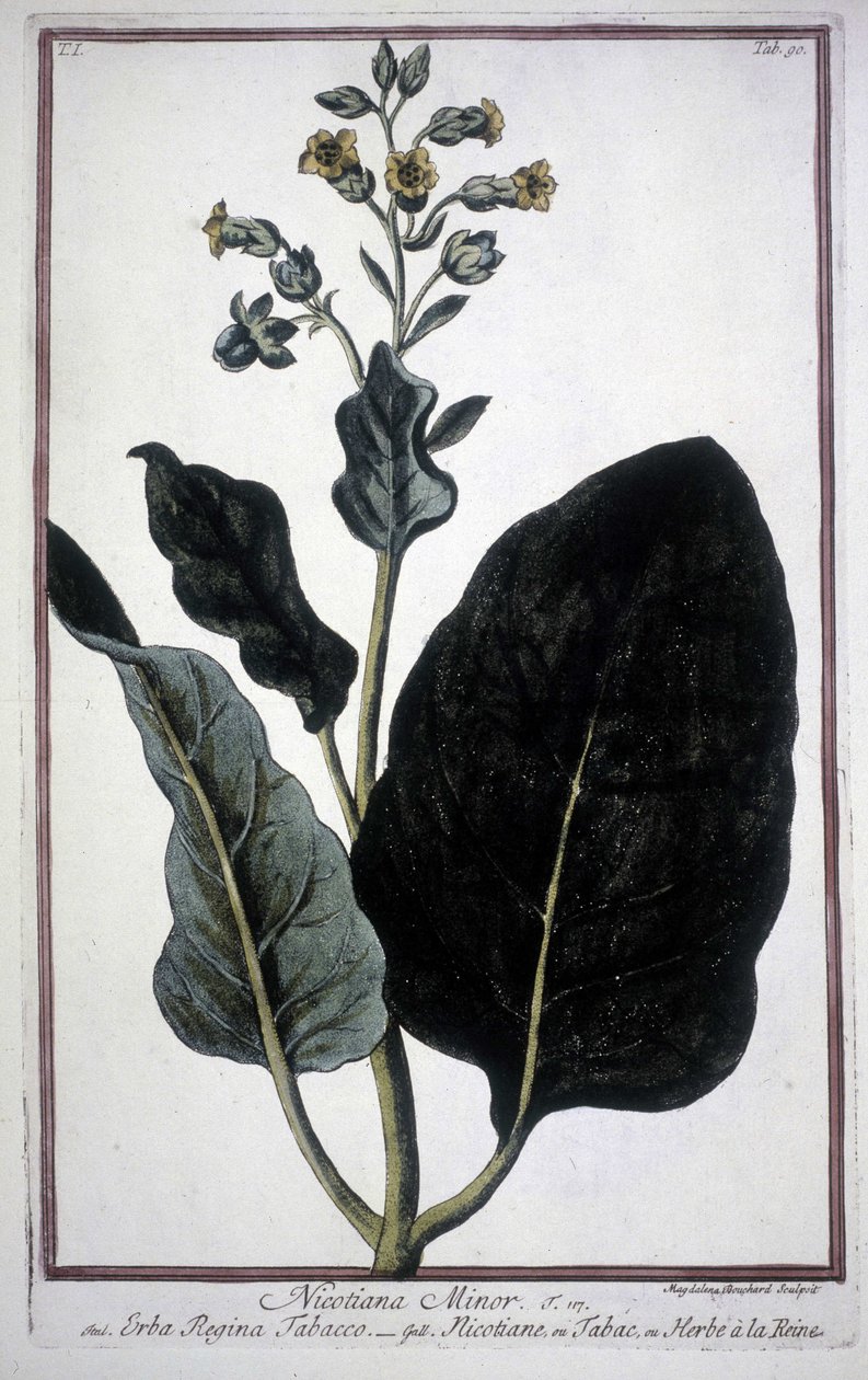 Tobaksblad och blomma (Nicotiana Minor) i ett 1800-talsherbarium. av Unknown artist