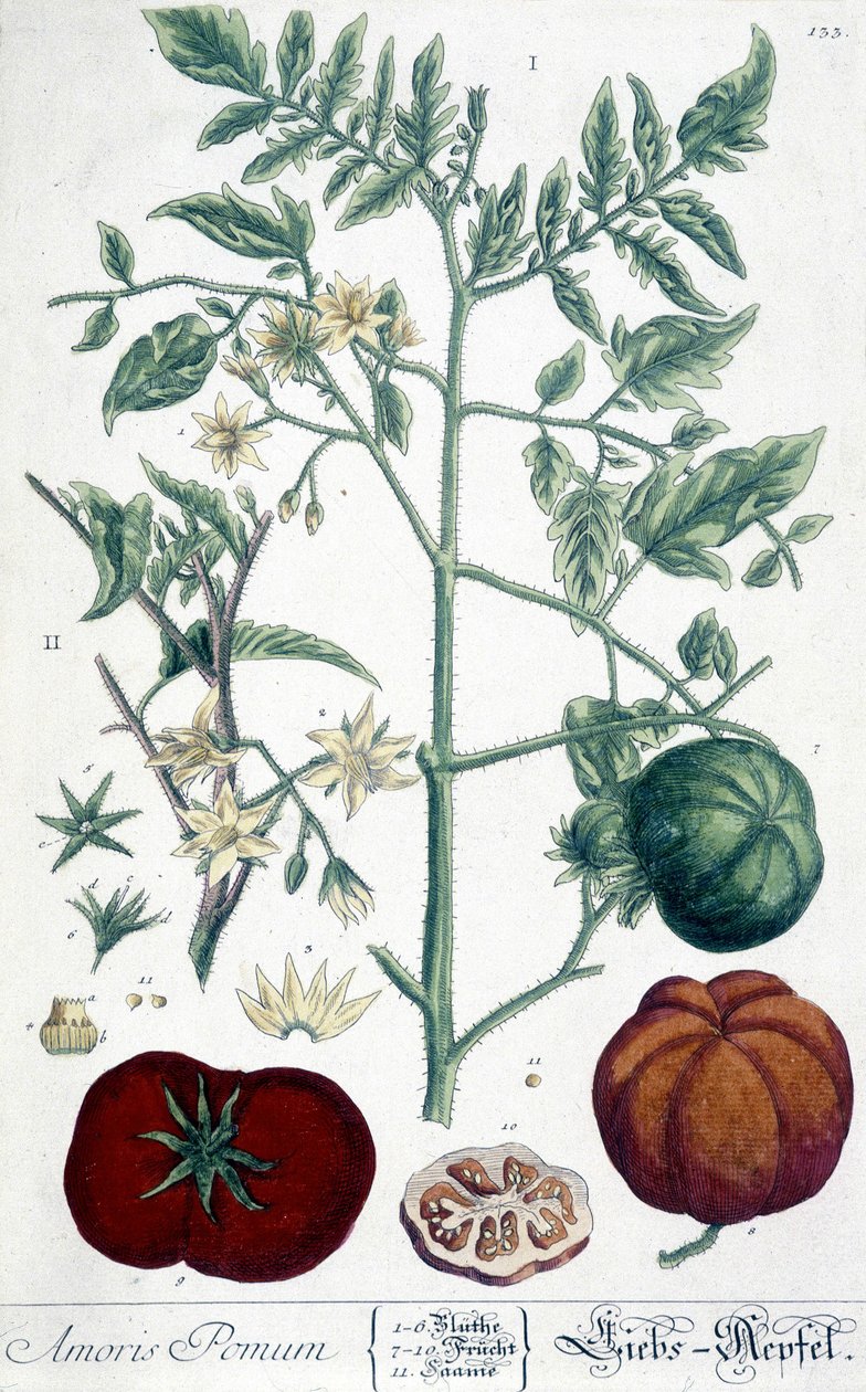 Tomat, botanisk tavla av Unknown artist