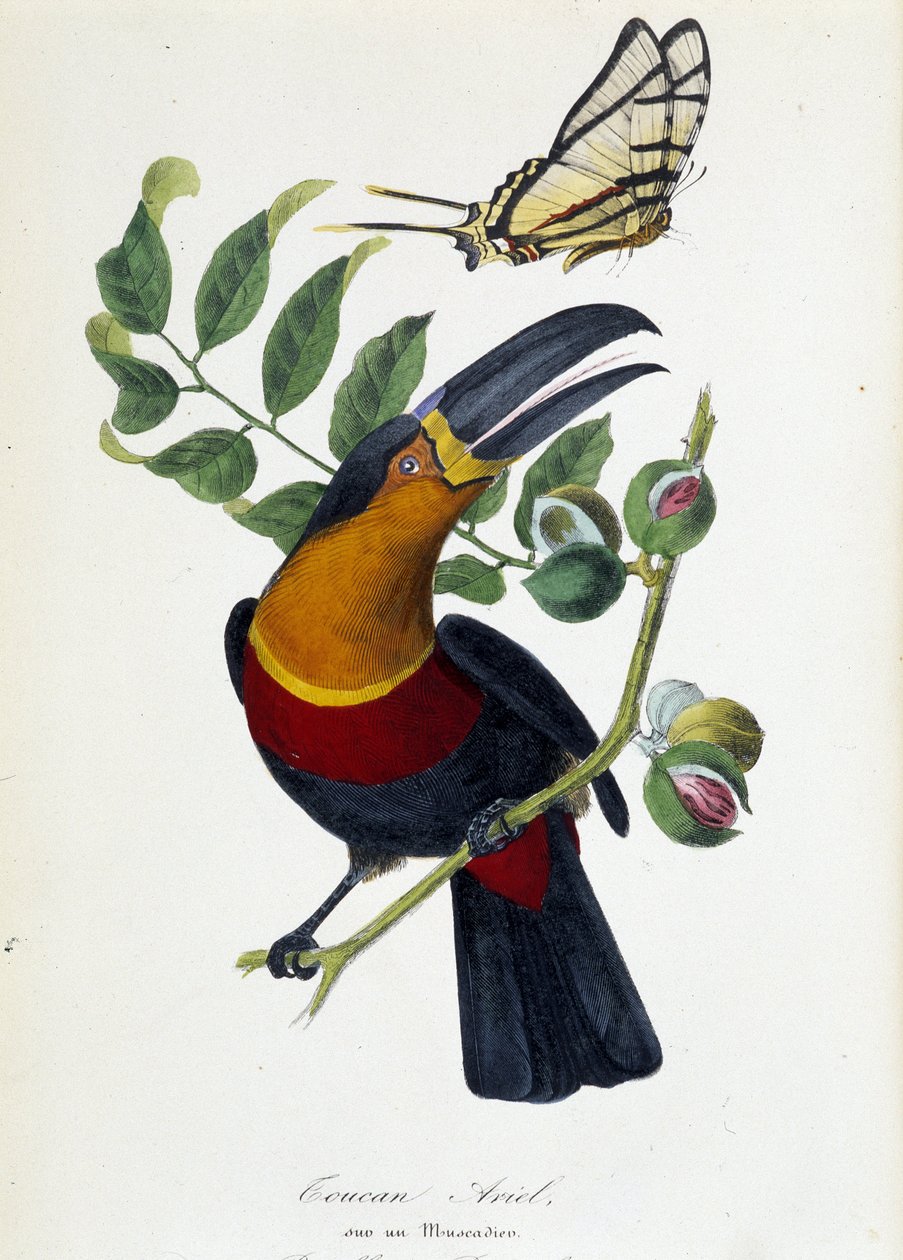 Toucan Ariel på en muskadier och fjäril Protesilas - i "" Le jardin des plantes: fullständig historisk och pittoresk beskrivning av det naturhistoriska museet"" av Lamaout, Paris 1843 av Unknown artist