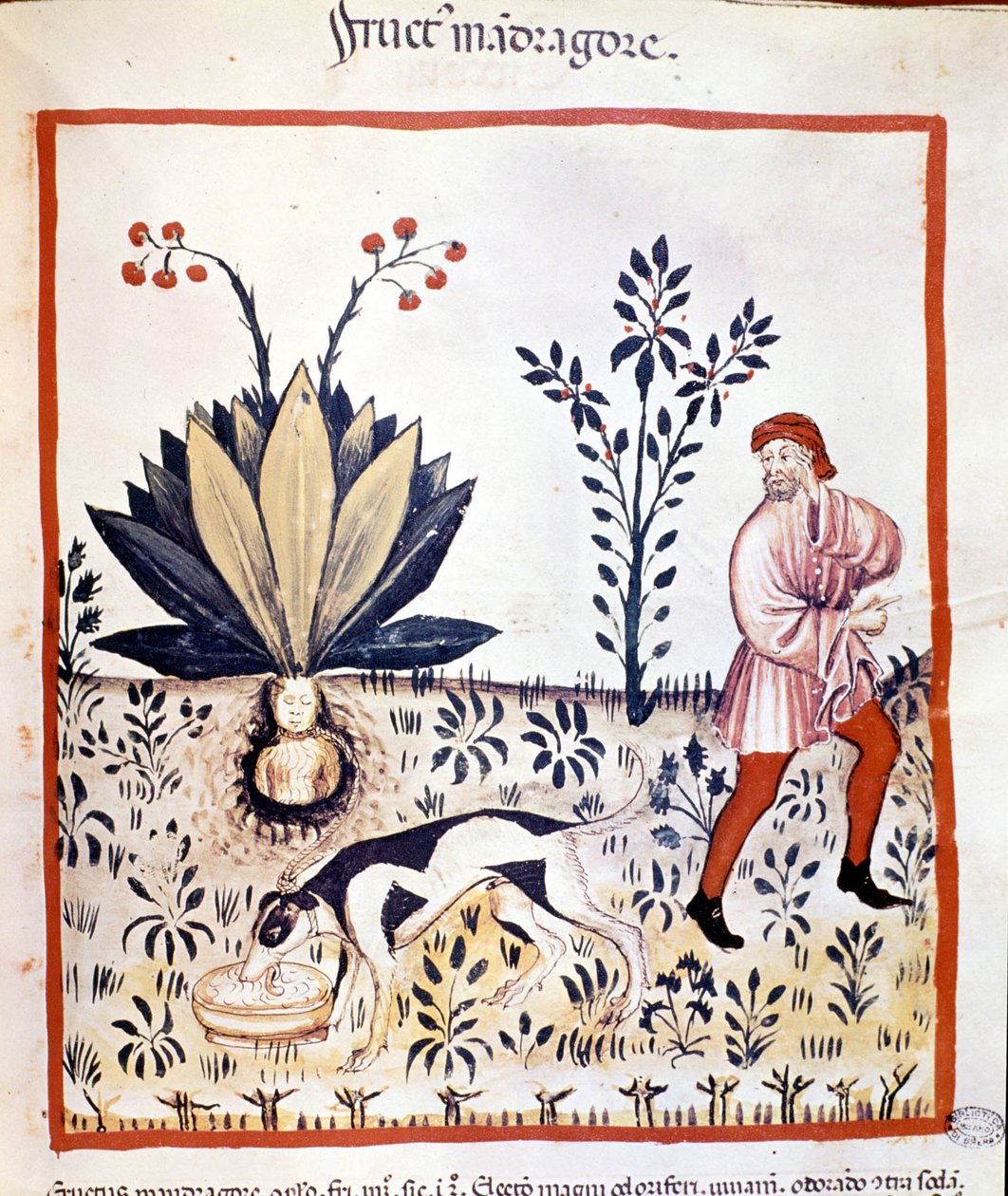 Avhandling om medicin 1300-talet. Hämta Mandrake. Biblioteca Nazionale Braidense. Milano av Unknown artist