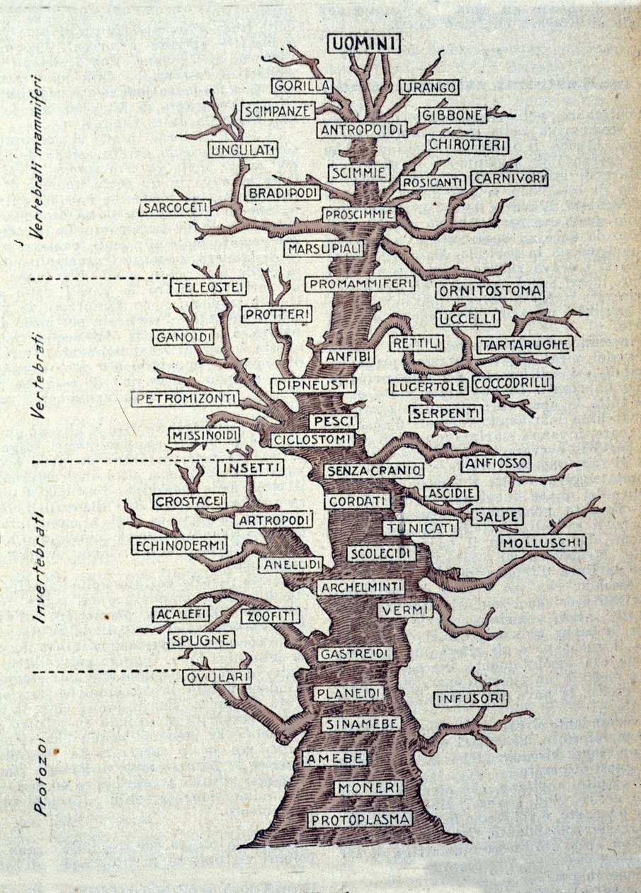 Evolutionens träd eller illustrerad tavla som representerar klassificeringen av djurriket. av Unknown artist