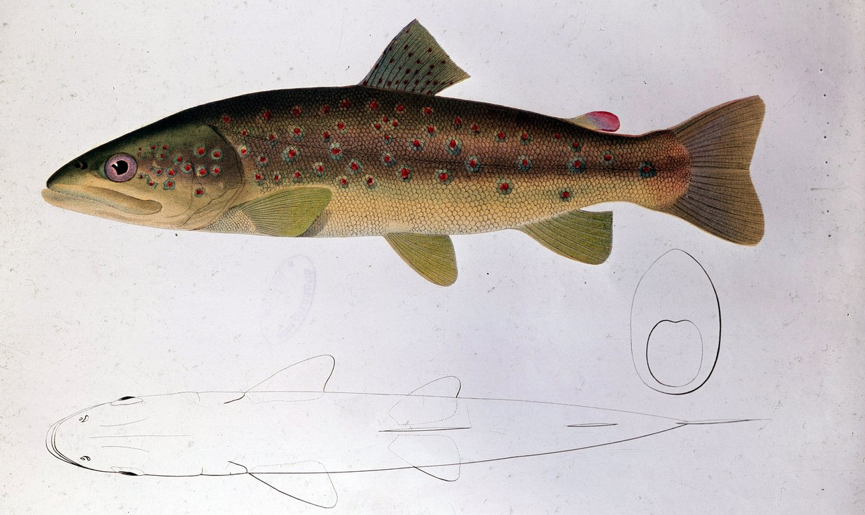 Öring - Naturhistoriska nämnden av Unknown artist